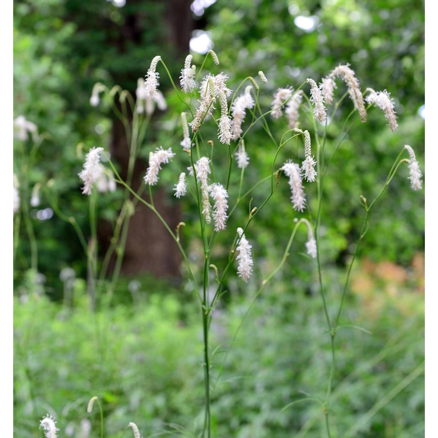 Japan Wiesenknopf Alba - Sanguisorba obtusa günstig online kaufen