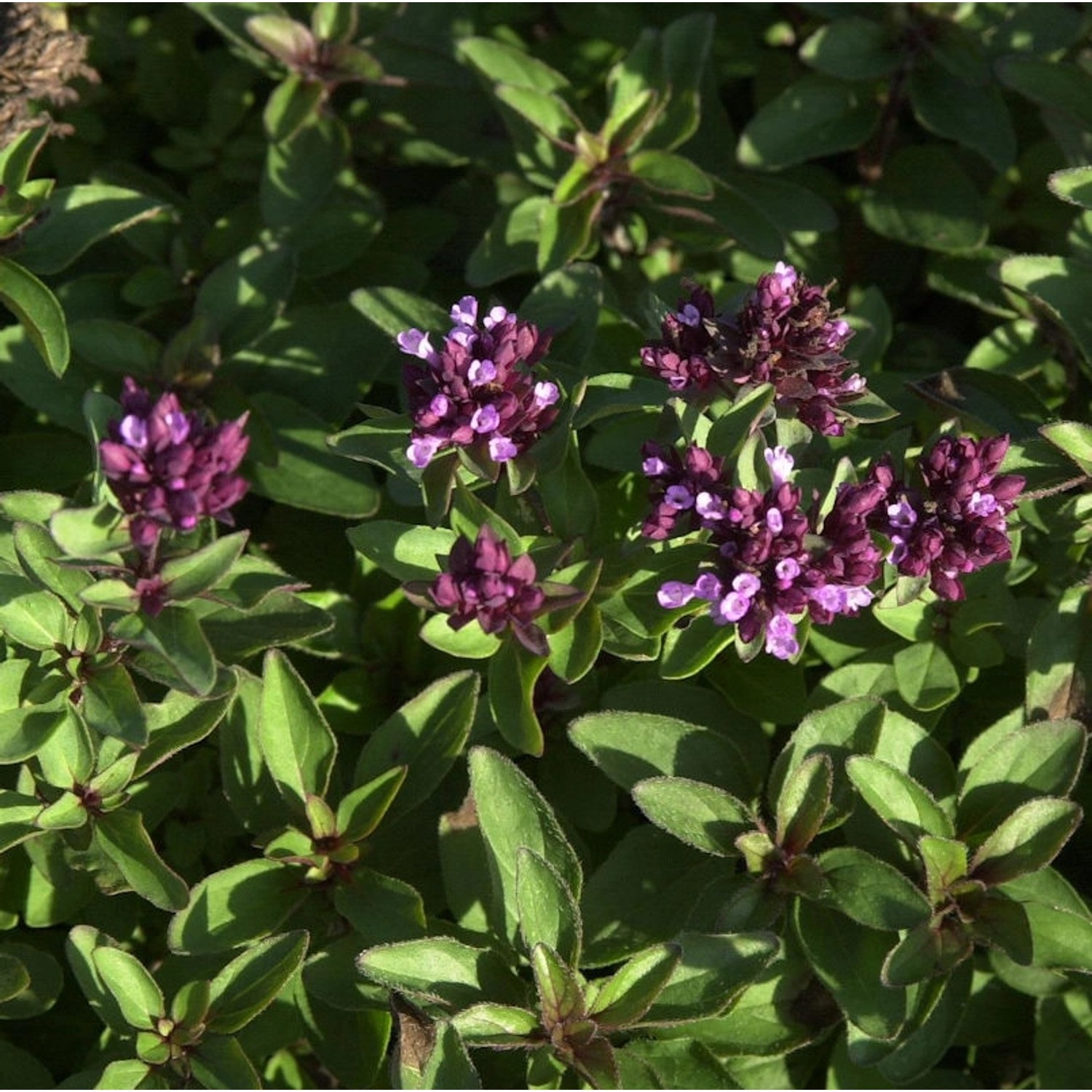 Oregano - Origanum laevigatum günstig online kaufen