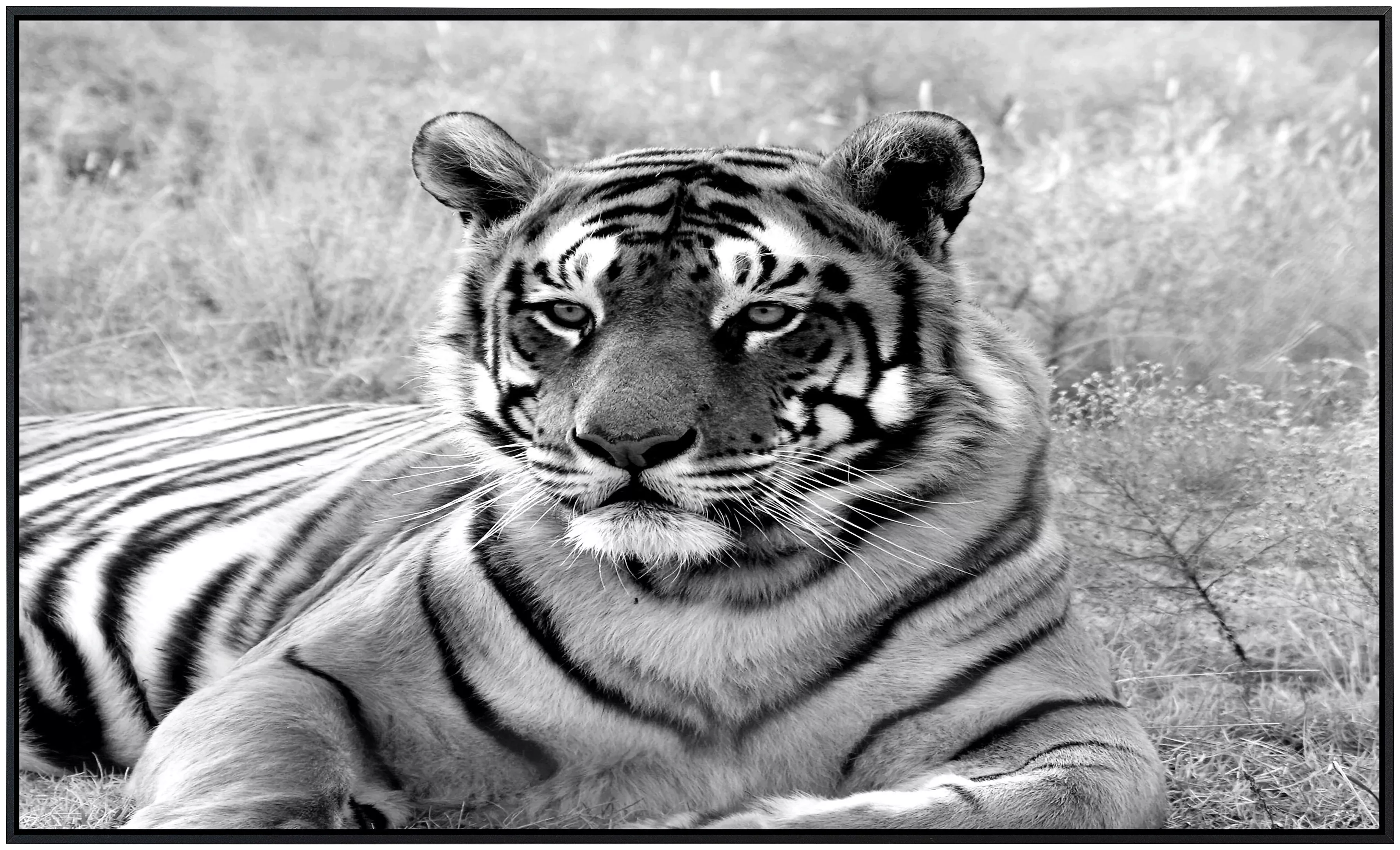 Papermoon Infrarotheizung »Tiger Portrait Schwarz & Weiß«, sehr angenehme S günstig online kaufen