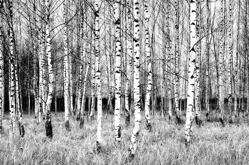 Papermoon Fototapete »Birkenwald Schwarz & Weiß« günstig online kaufen