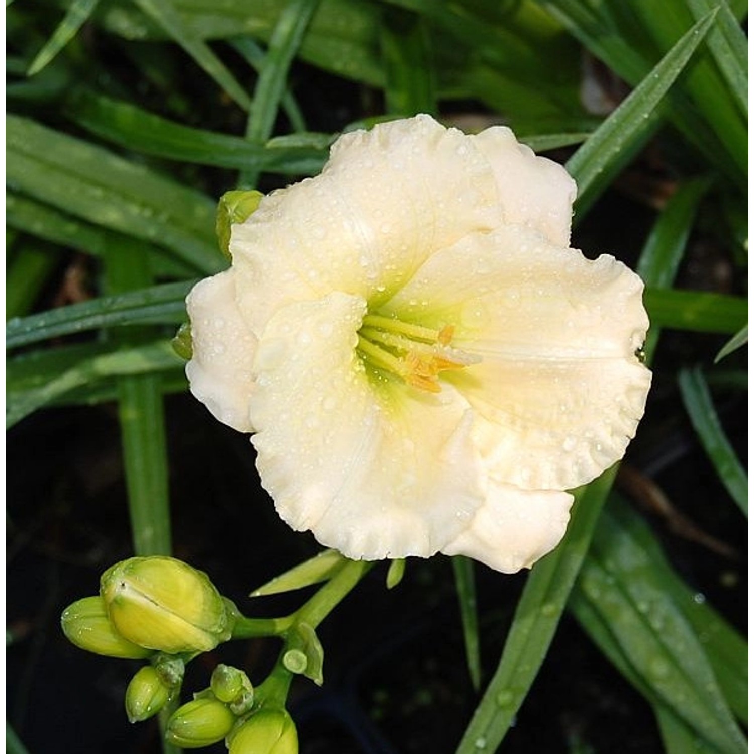 Taglilie Patricia Fay - Hemerocallis günstig online kaufen