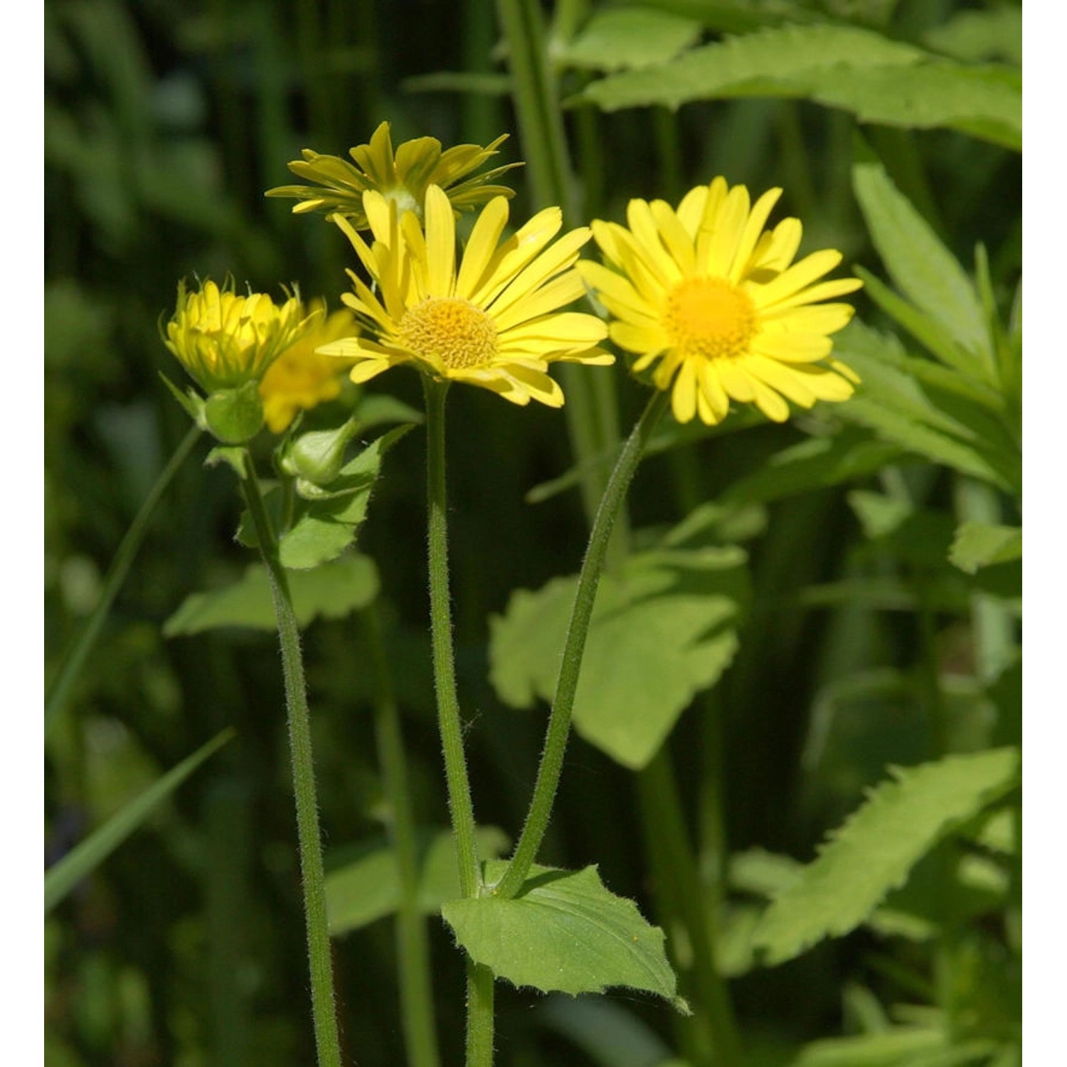 Strauß Gämswurz Goldstrauß - Doronicum pardalianches günstig online kaufen