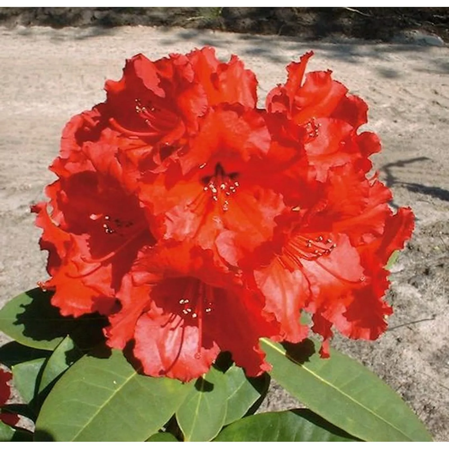 Großblumige Rhododendron Red Jack 30-40cm - Alpenrose günstig online kaufen