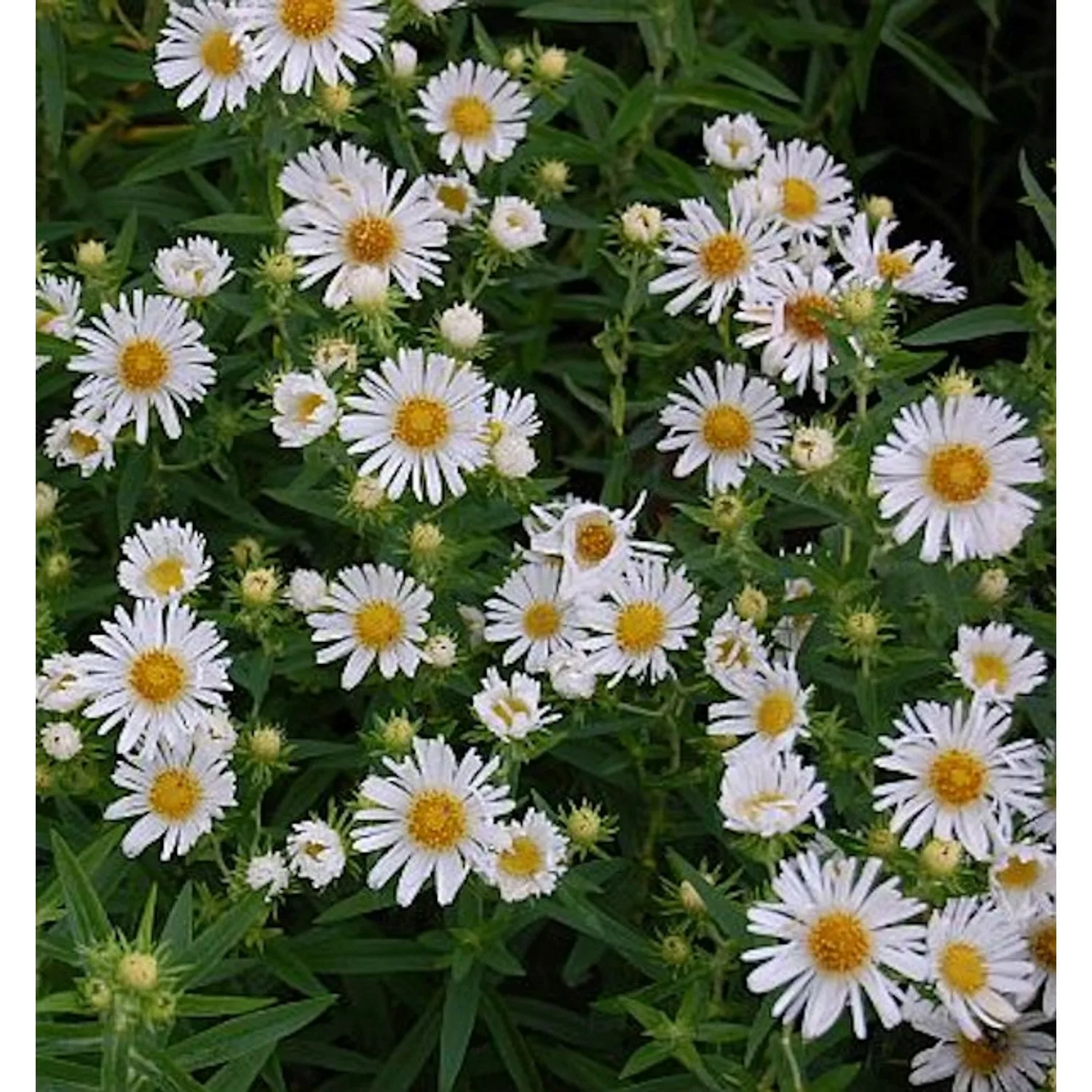 Rauhblattaster Herbstschnee - Aster novae angliae günstig online kaufen