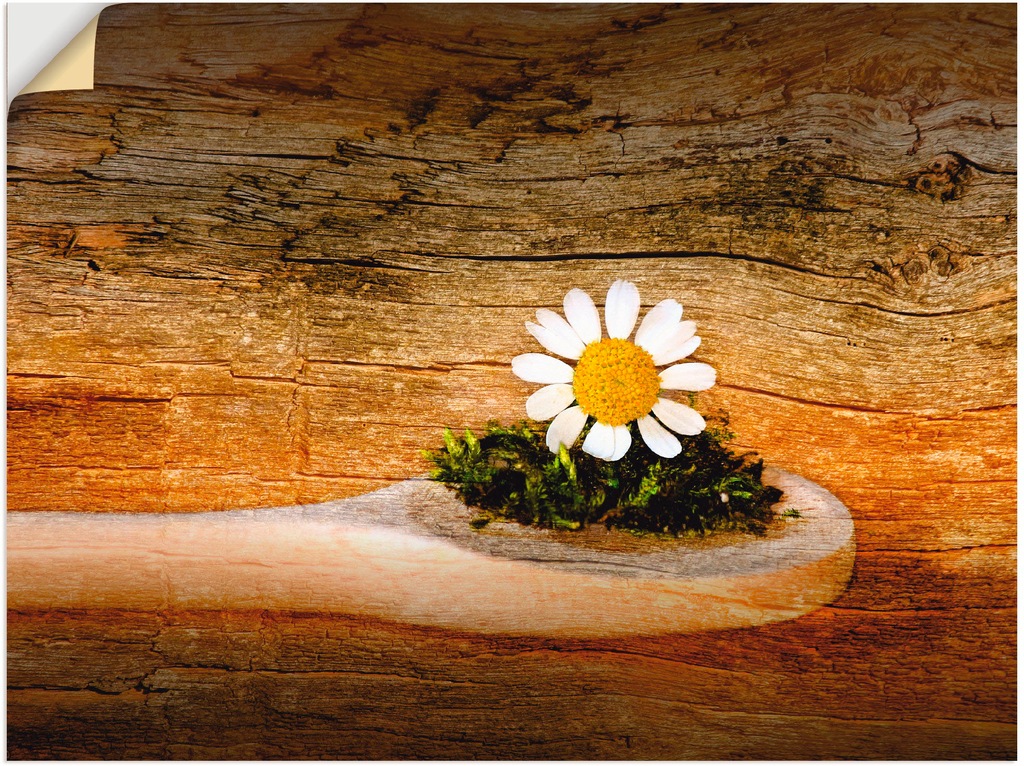 Artland Wandbild "Kamille", Blumen, (1 St.), als Leinwandbild, Wandaufklebe günstig online kaufen