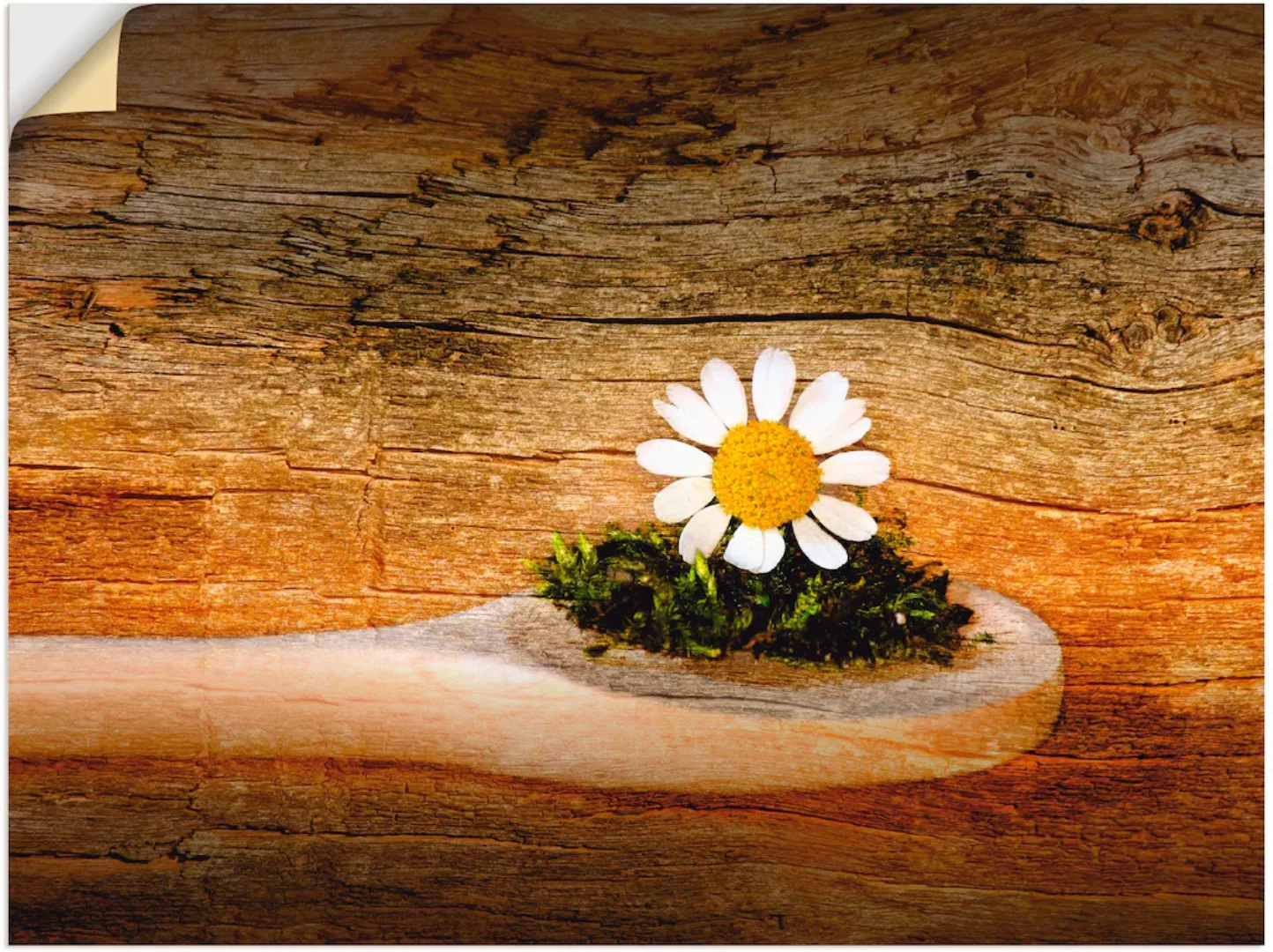 Artland Wandbild »Kamille«, Blumen, (1 St.) günstig online kaufen