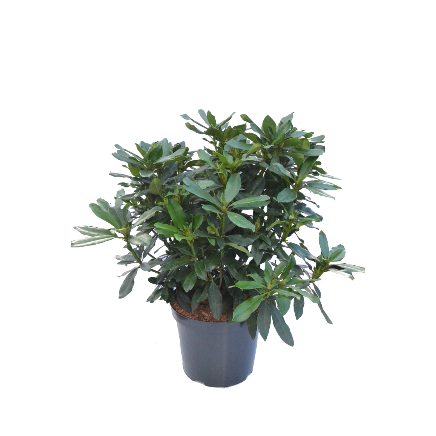 Alpenrose Madame Masson Höhe ca. 30-40 cm Topf ca. 6 l Rhododendron günstig online kaufen