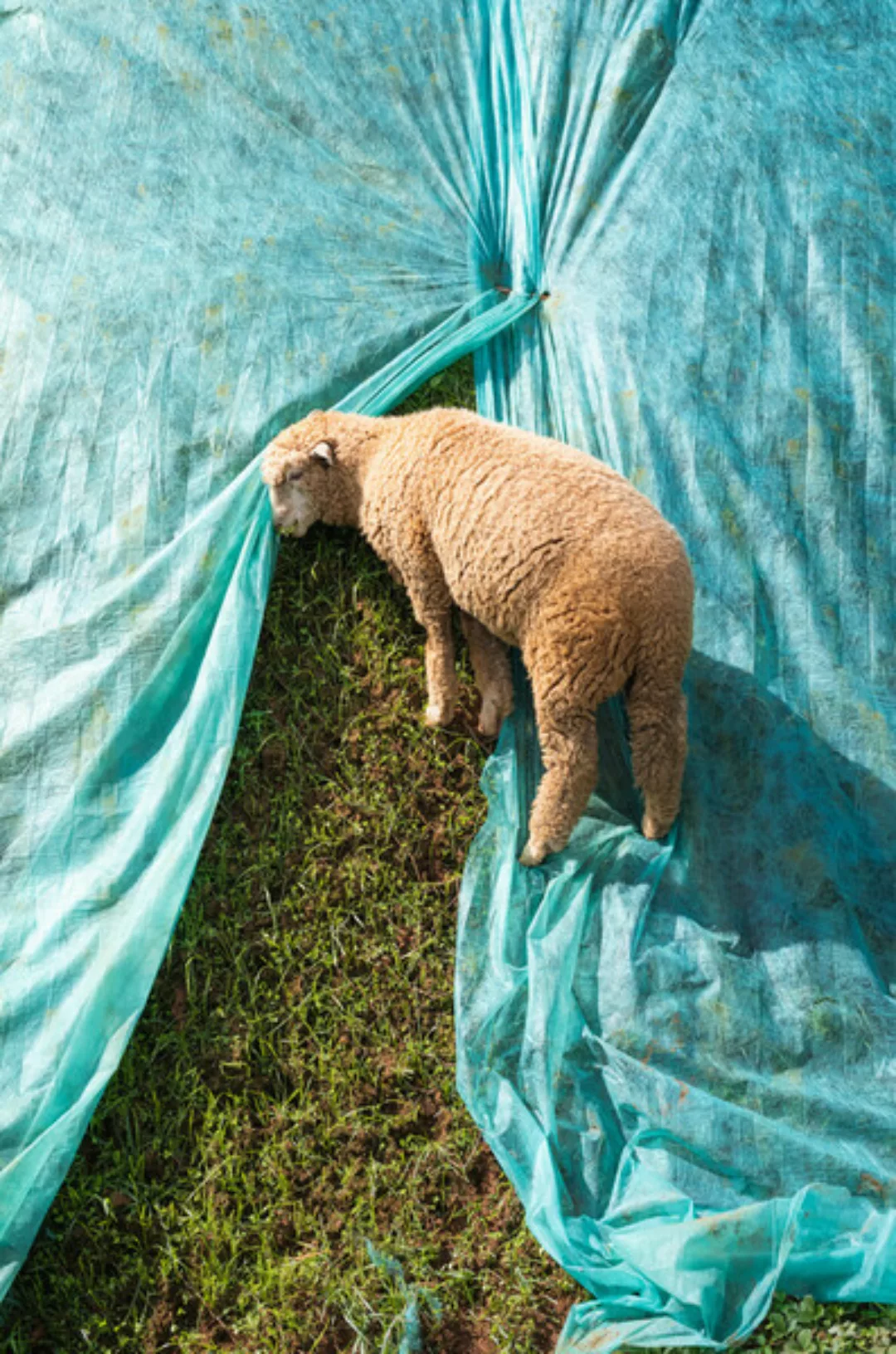 Poster / Leinwandbild - Lone Lamb günstig online kaufen