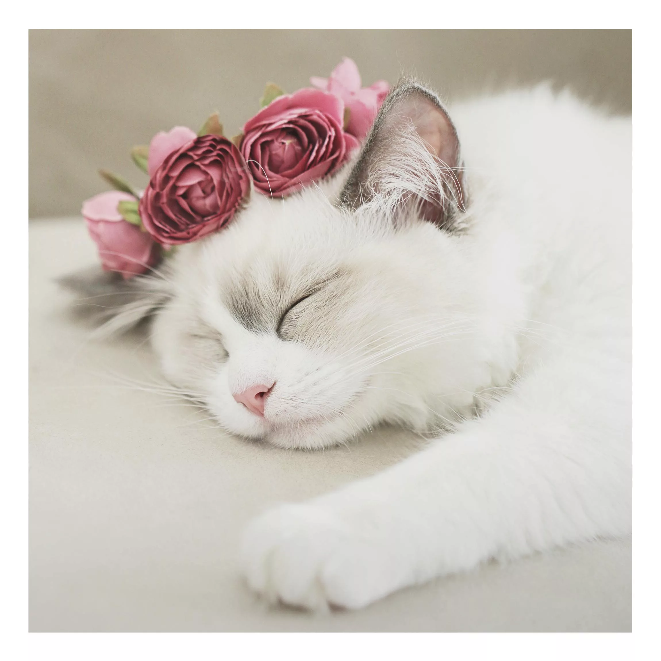 Alu-Dibond Bild Schlafende Katze mit Rosen günstig online kaufen