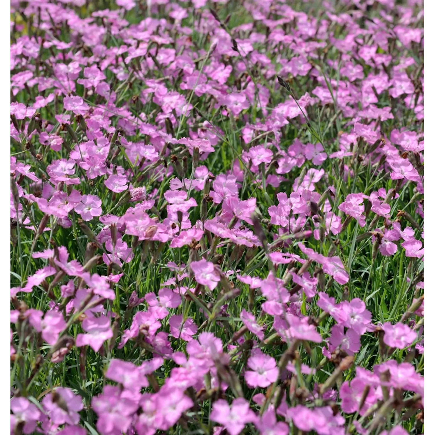 Pfingstnelke Amaranth - Dianthus gratianopolitanus günstig online kaufen