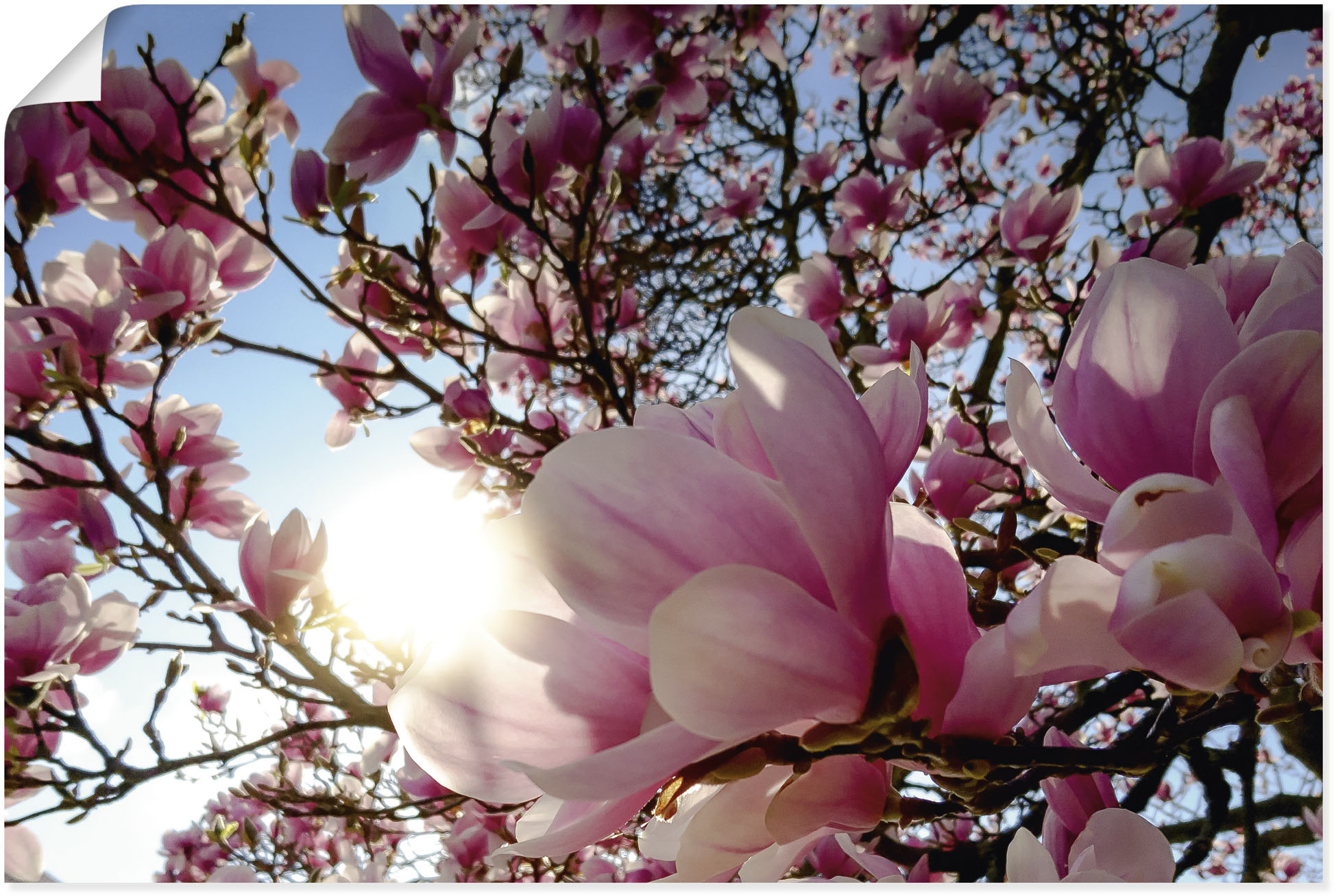 Artland Wandbild »Magnolienbaum im Sonnenschein«, Baumbilder, (1 St.), als günstig online kaufen