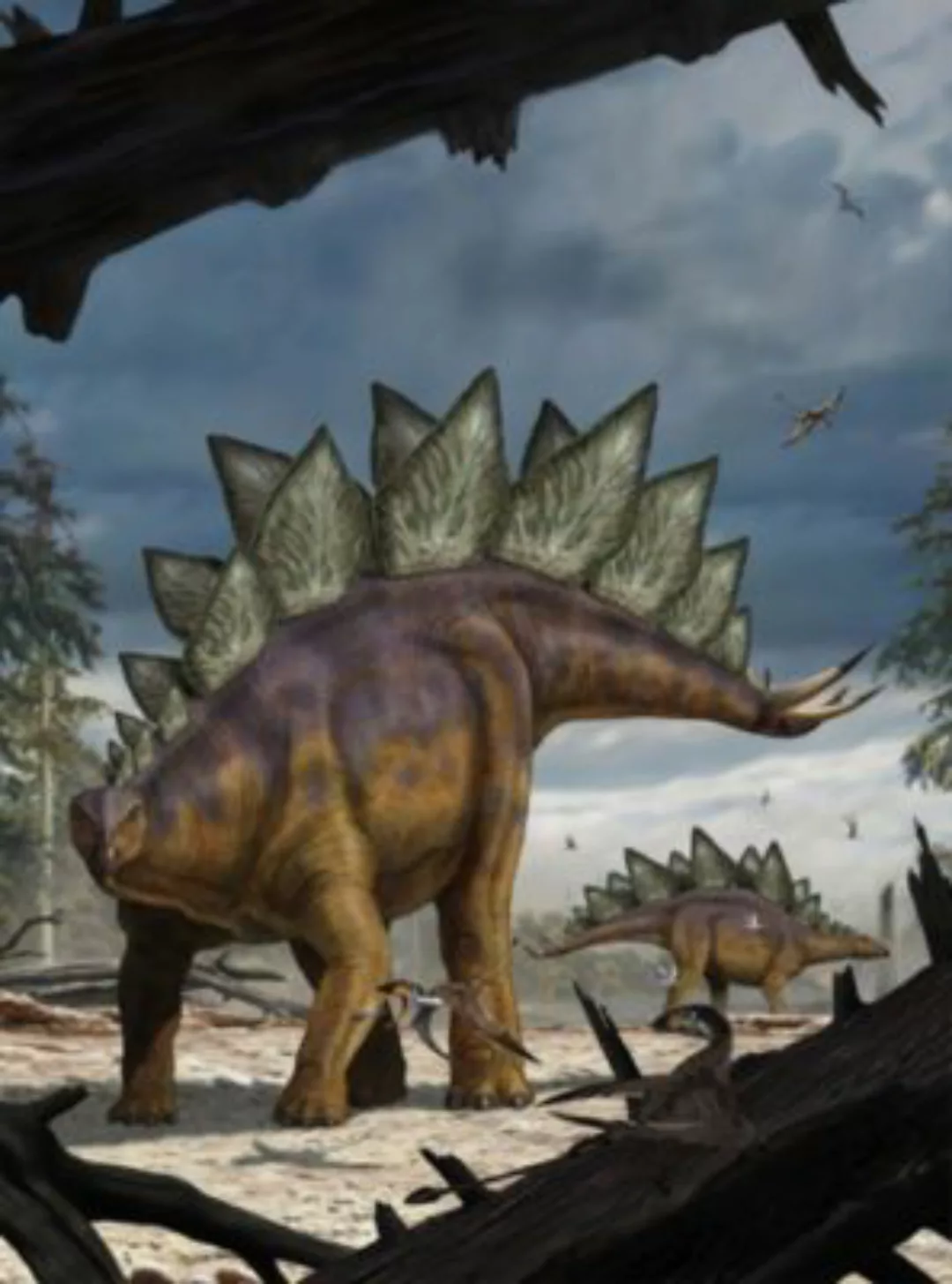 KOMAR Vlies Fototapete - Stegosaurus - Größe 184 x 248 cm mehrfarbig günstig online kaufen