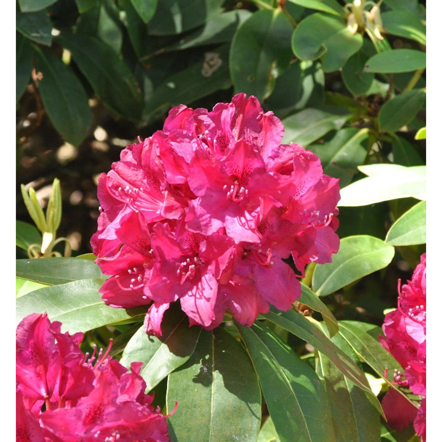 INKARHO - Großblumige Rhododendron Roland 30-40cm - Alpenrose günstig online kaufen