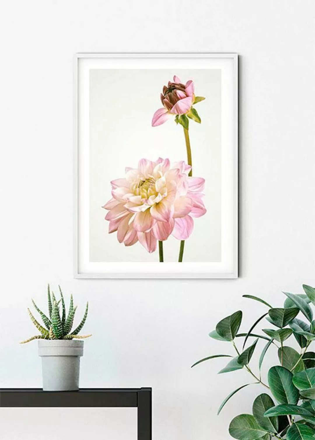 Komar Bild »Dahlia«, Blumen, (1 St.), Wandbild zur Dekoration - ohne Rahmen günstig online kaufen