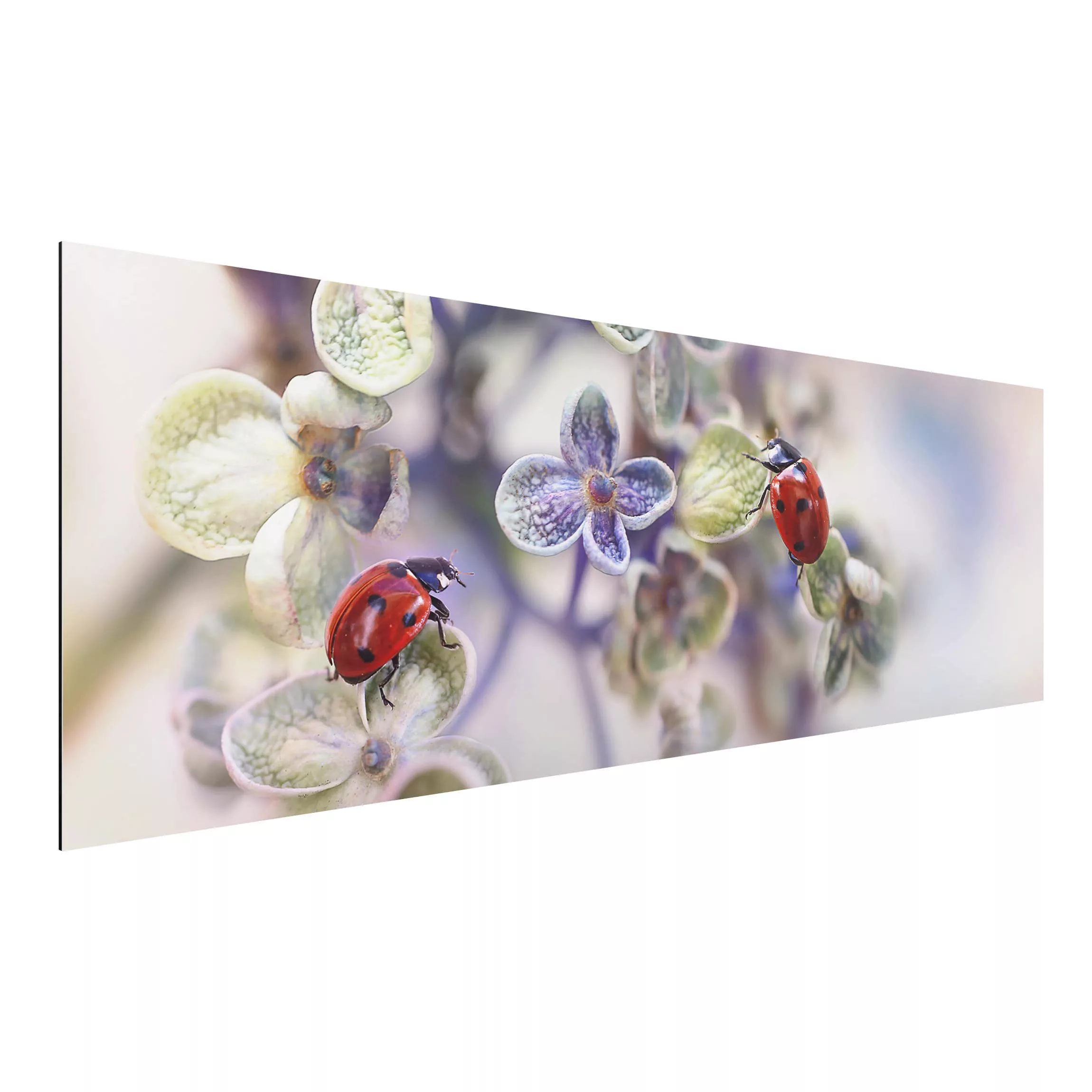 Alu-Dibond Bild Blumen - Panorama Marienkäfer im Garten günstig online kaufen
