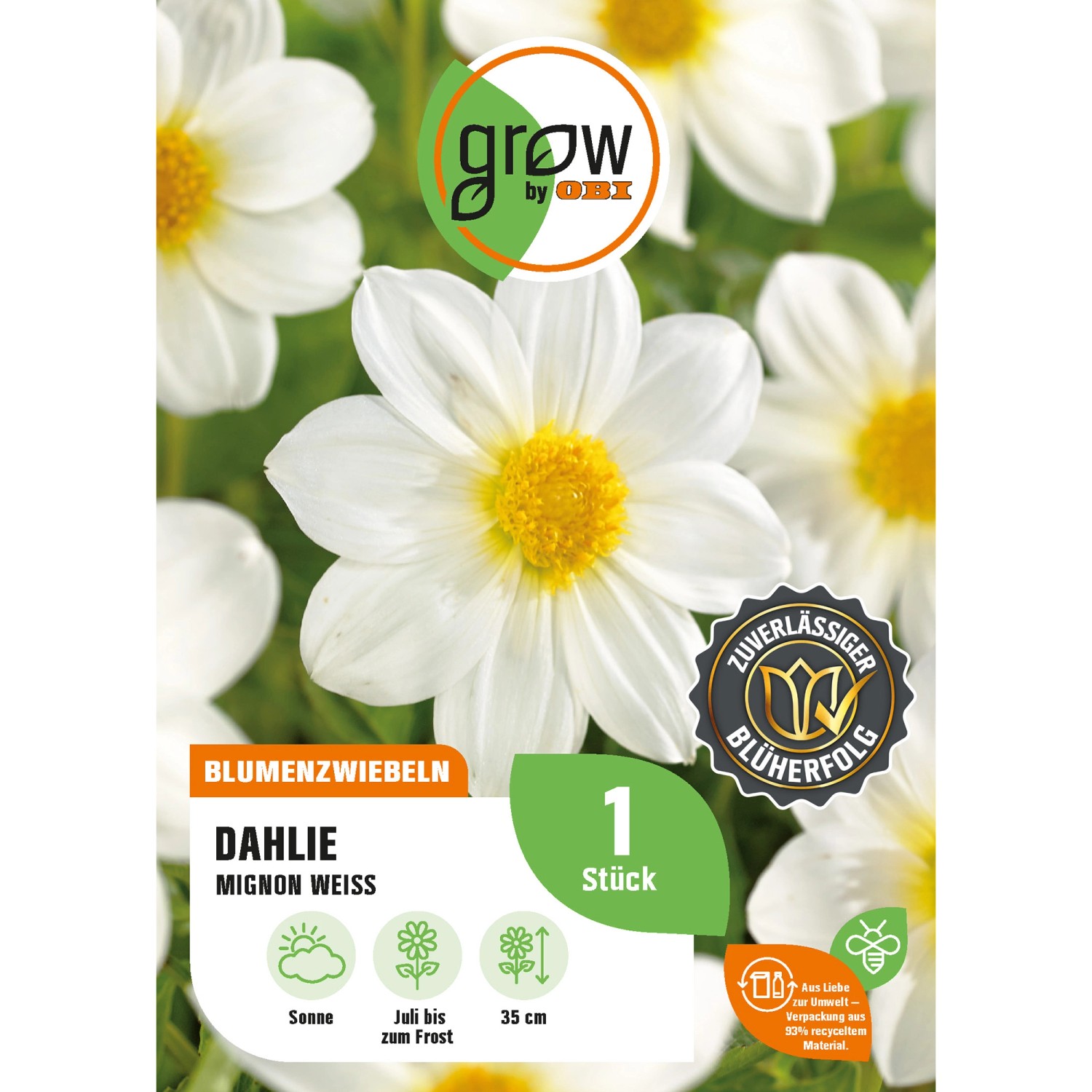 GROW by OBI Dahlie Mignon Weiss Höhe ca. 35 cm günstig online kaufen