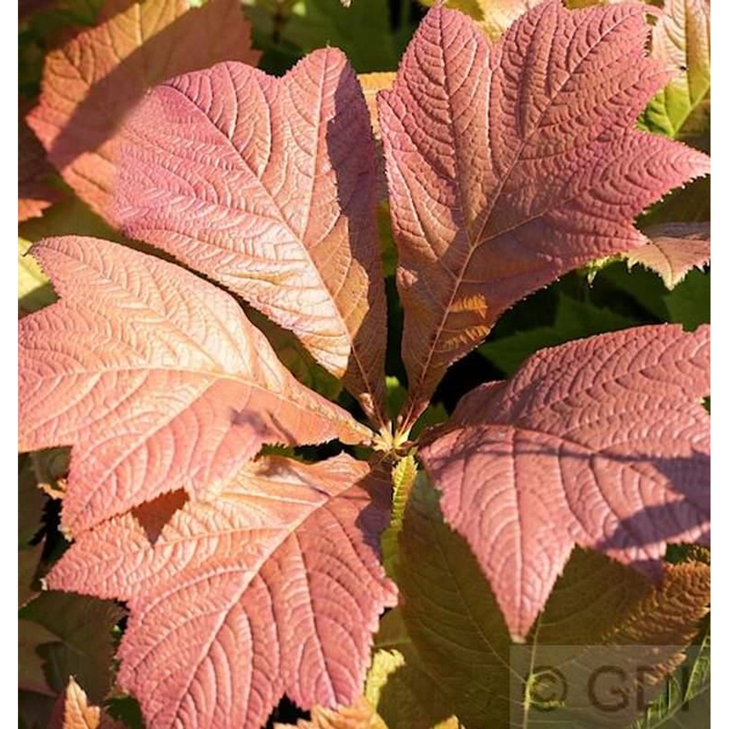 Fiederblättriges Schaublatt Chocolate Wings - Rodgersia pinnata günstig online kaufen