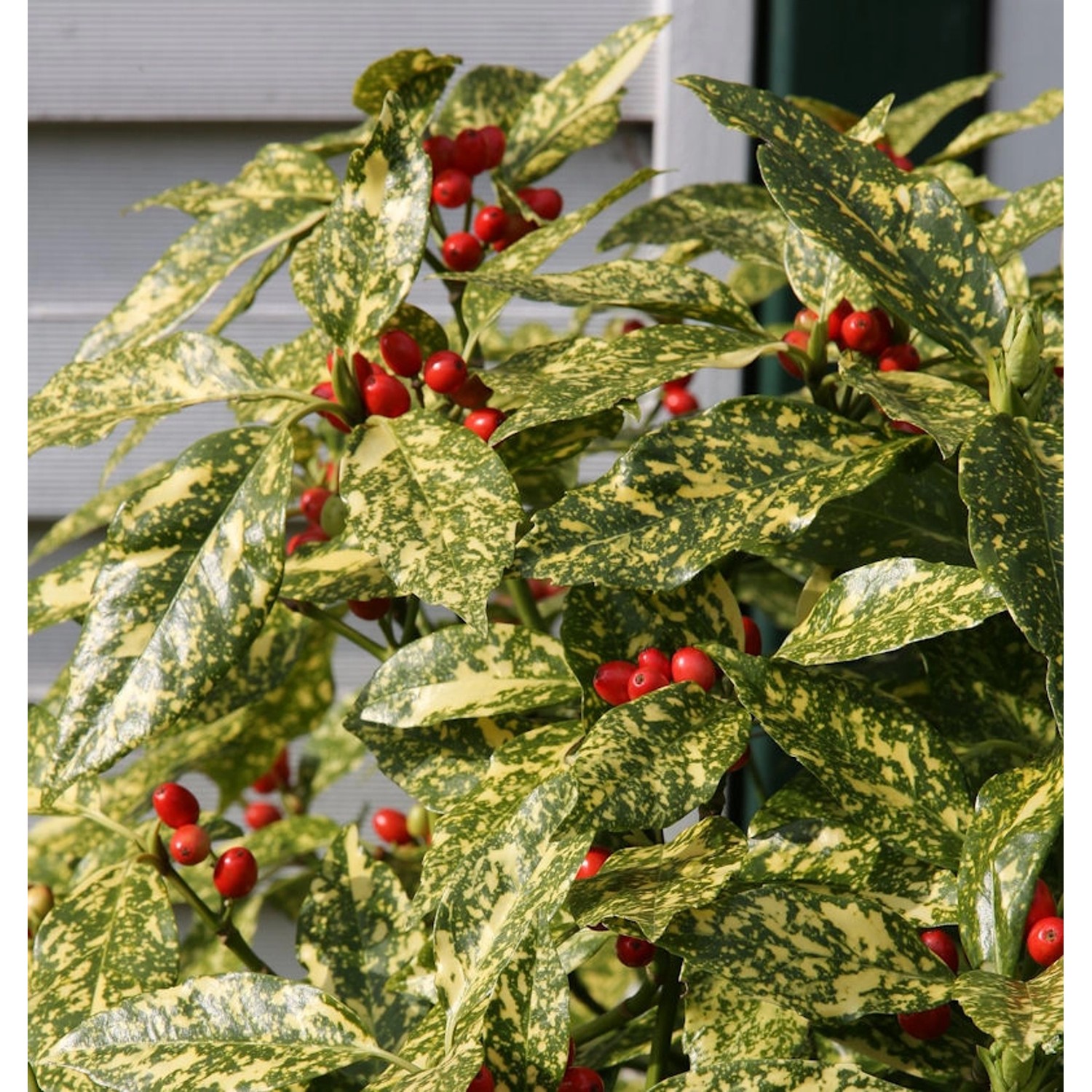 Japanische Aucube Variegata 40-60cm - Aucuba japonica Variegata günstig online kaufen