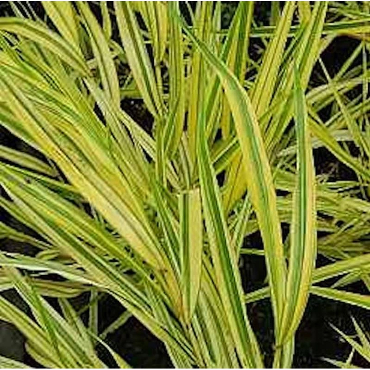 Japanisches Berggras Naomi - großer Topf - Hakonechloa macra günstig online kaufen