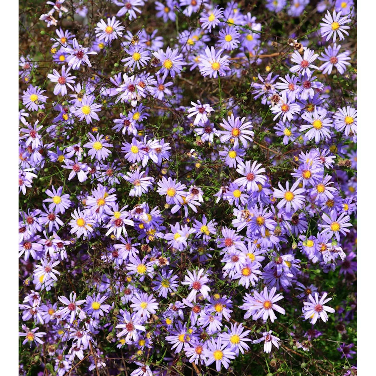 Prärie Aster - Aster turbinellus günstig online kaufen