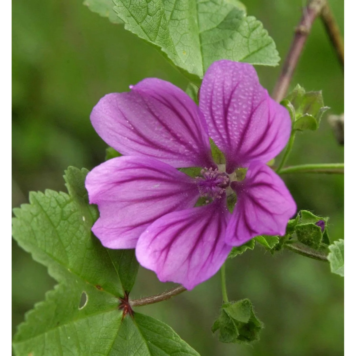 Wilde Malve  - Malva sylvestris günstig online kaufen