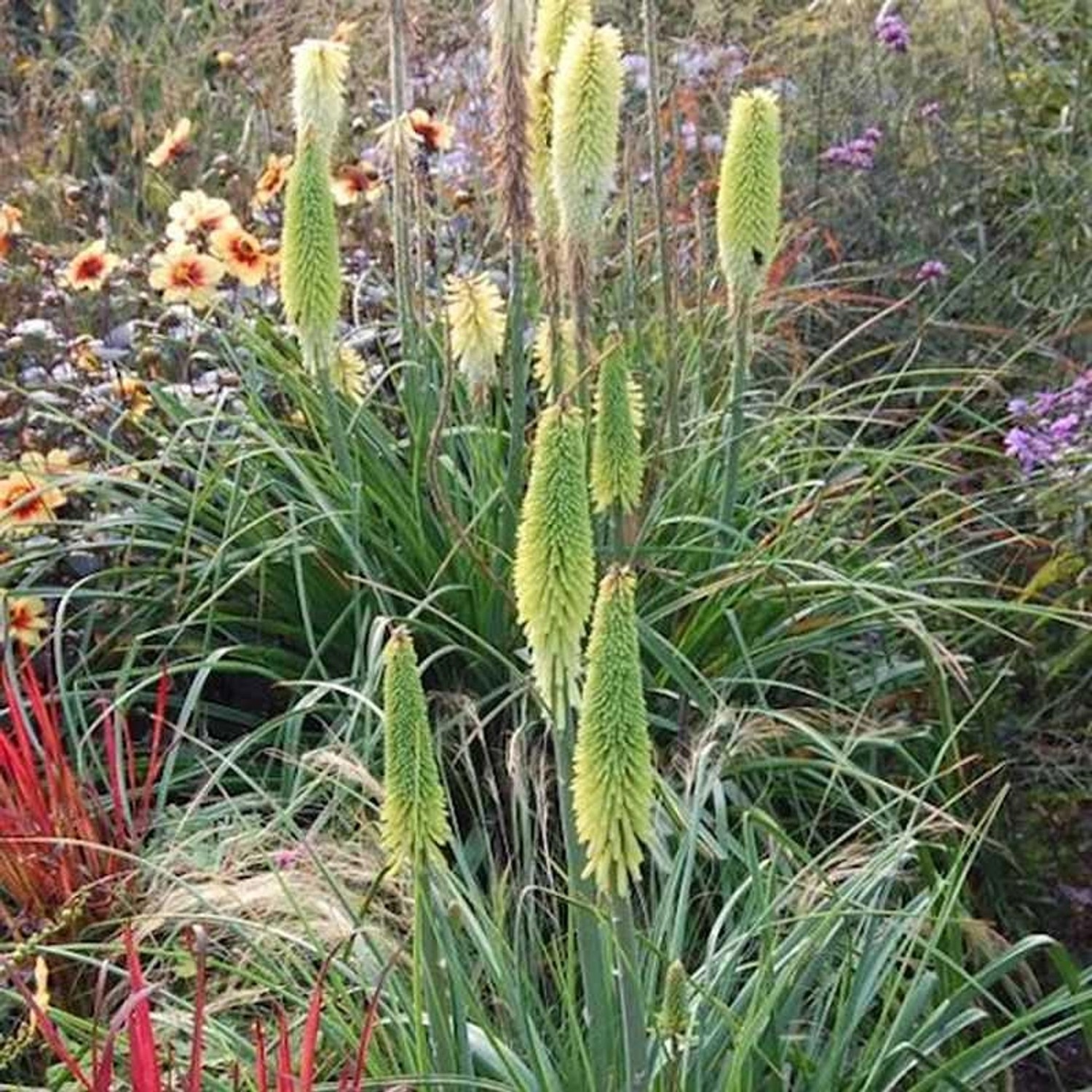 Fackellilie Little Maid - Kniphofia uvaria günstig online kaufen