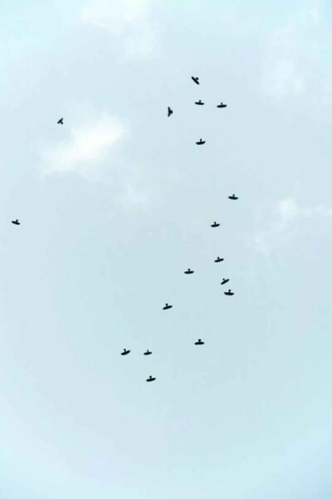 Poster / Leinwandbild - Birds Flying South günstig online kaufen