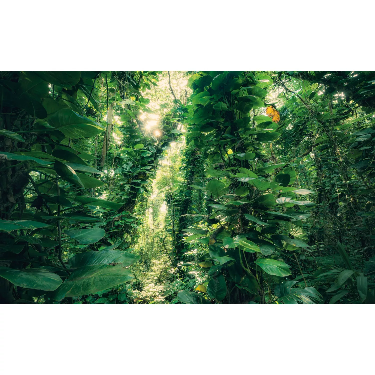 KOMAR Vlies Fototapete - Green Leaves  - Größe 450 x 280 cm mehrfarbig günstig online kaufen