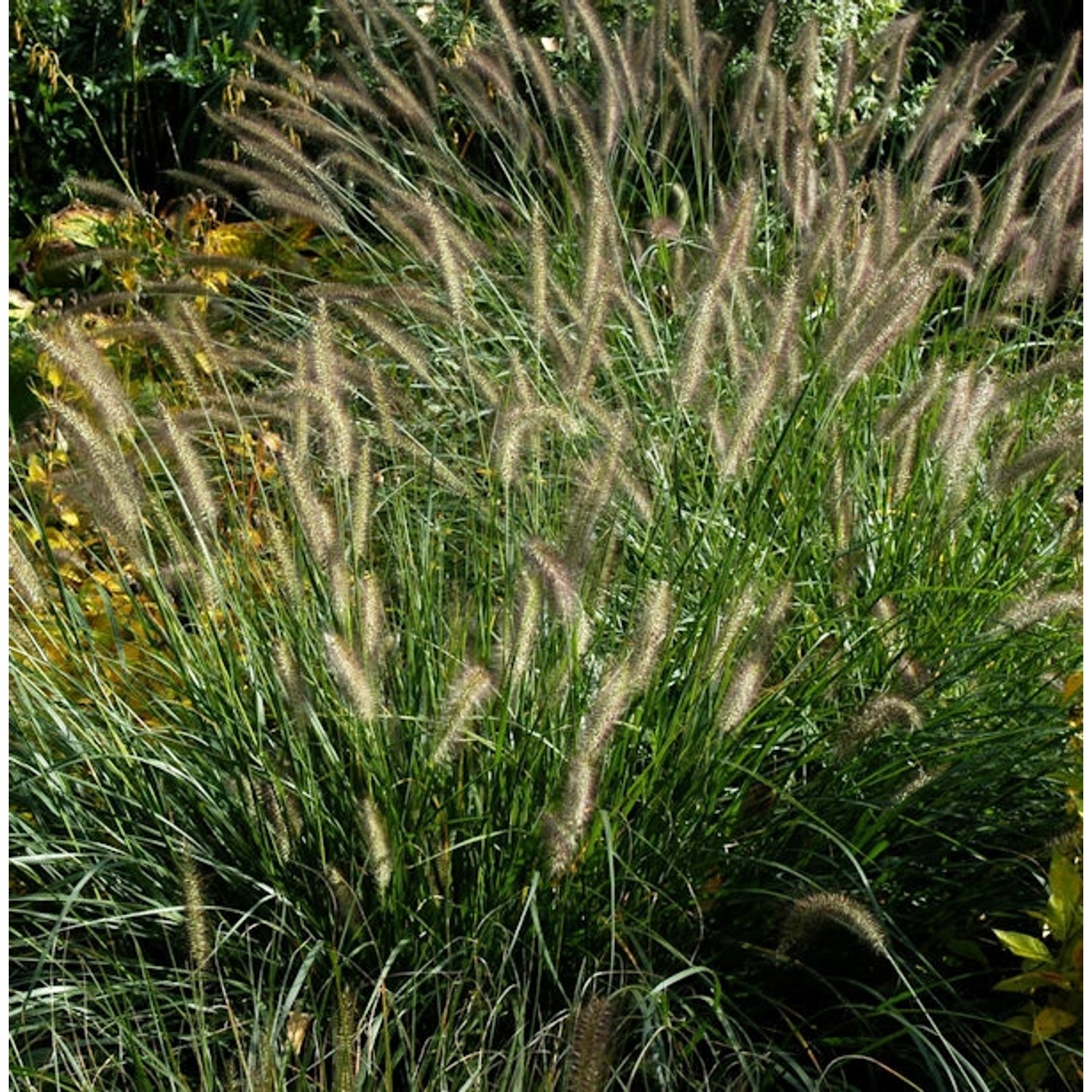 Australisches Lampenputzergras - Pennisetum alopecuroides günstig online kaufen