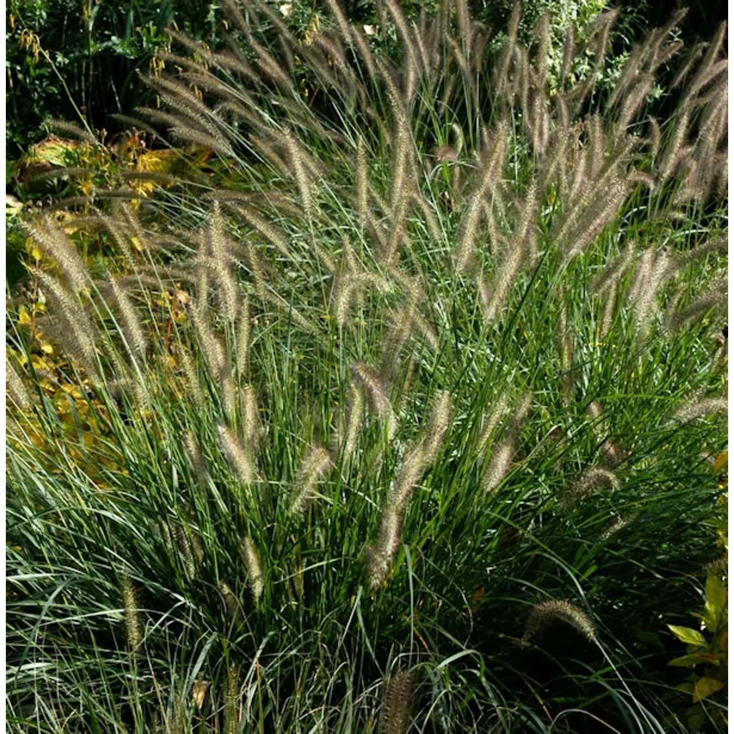 Australisches Lampenputzergras - großer Topf - Pennisetum alopecuroides günstig online kaufen