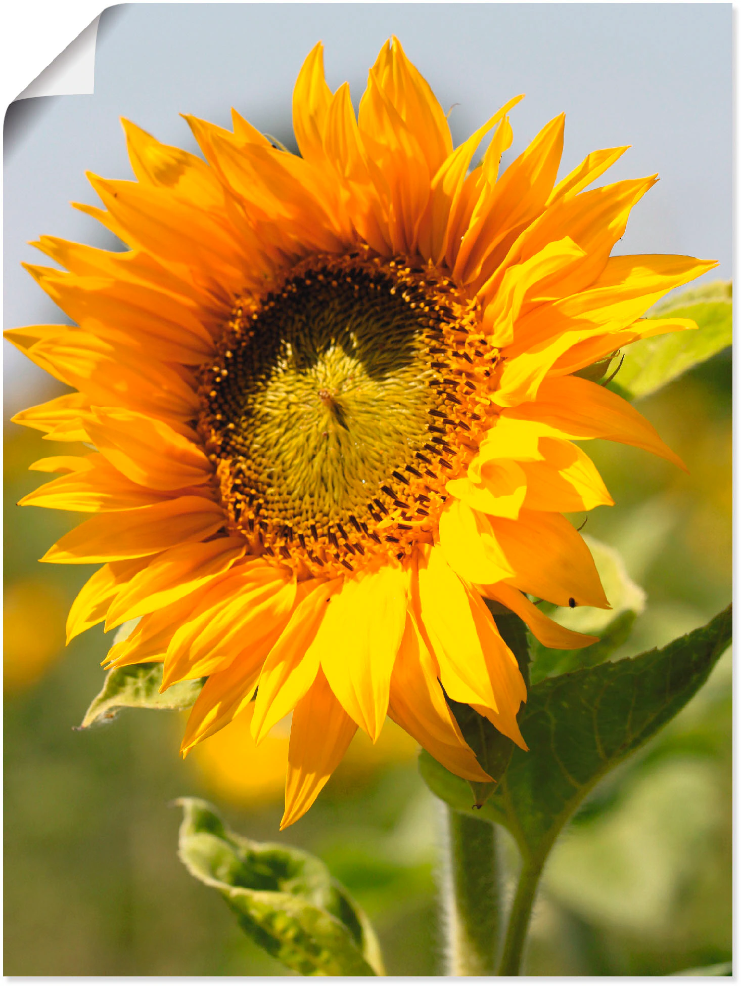 Artland Wandbild "Sonnenblume", Blumen, (1 St.), als Leinwandbild, Poster, günstig online kaufen