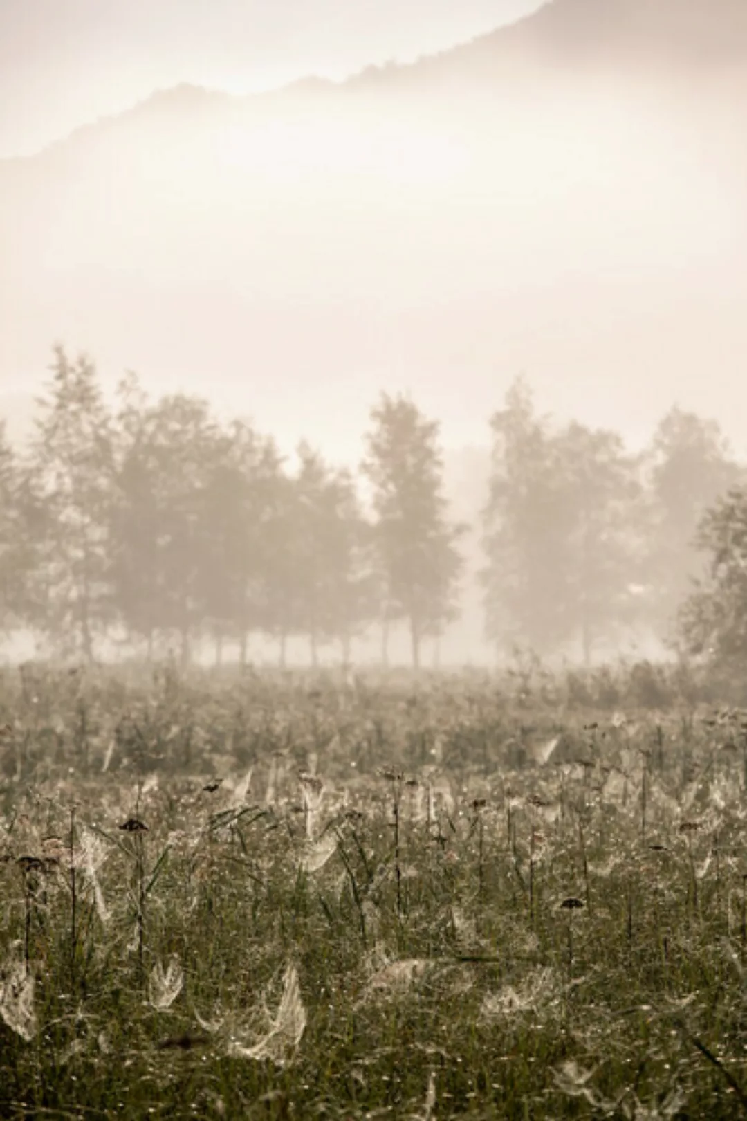 Poster / Leinwandbild - Foggy Morning 6 günstig online kaufen