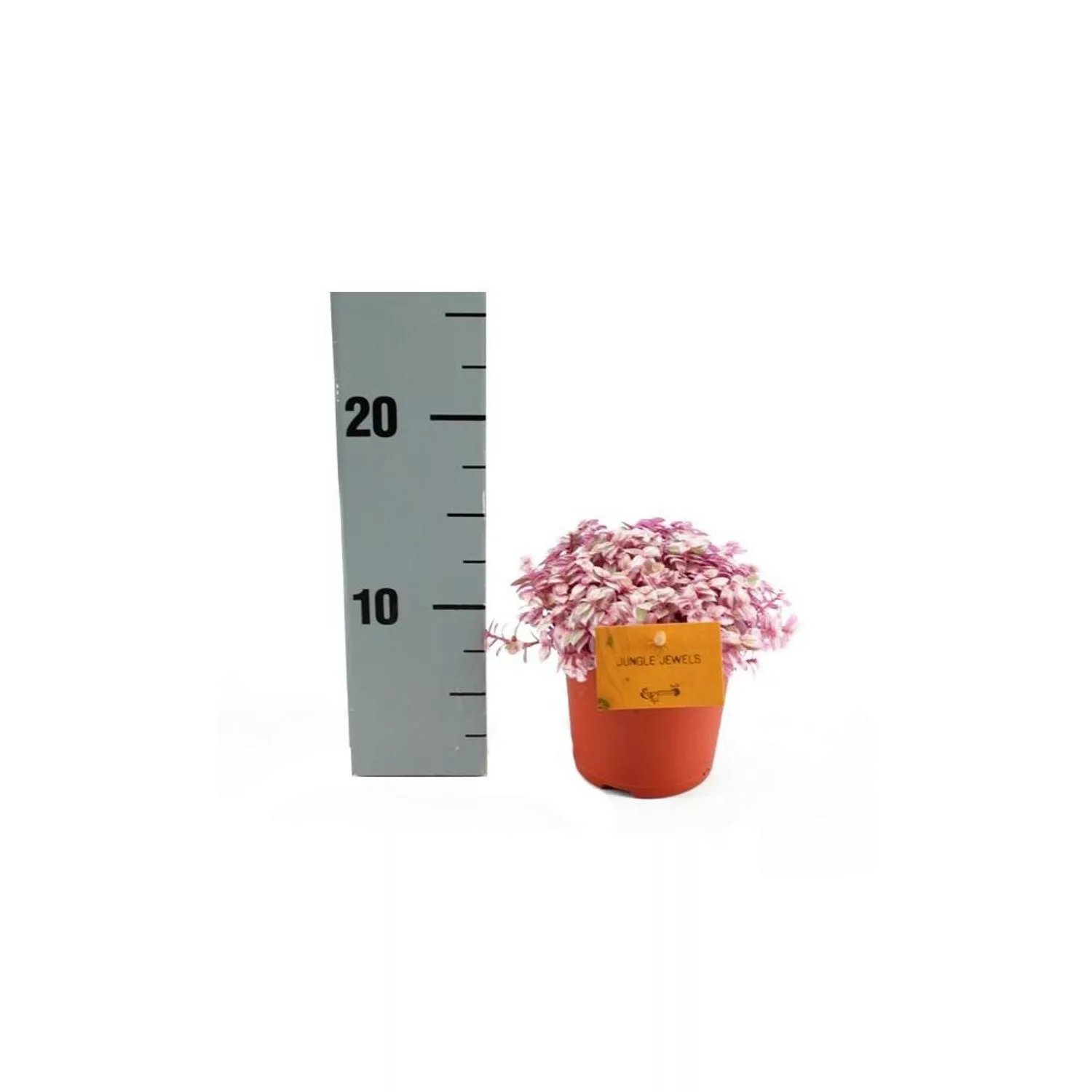 Exotenherz Callisia Rosato Pink Lady 11cm Topf günstig online kaufen