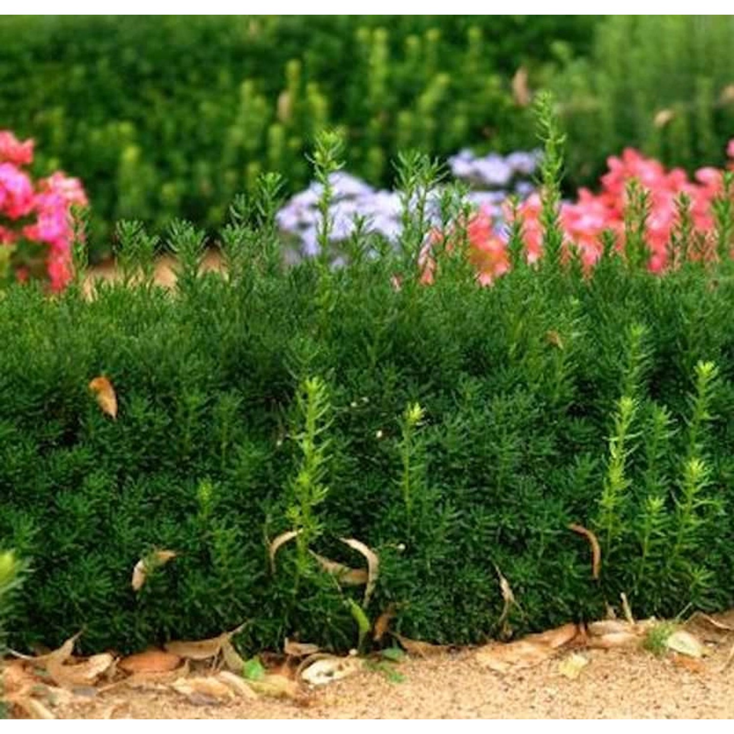 Bechereibe Groenland 60-80cm - Taxus media Groenland günstig online kaufen