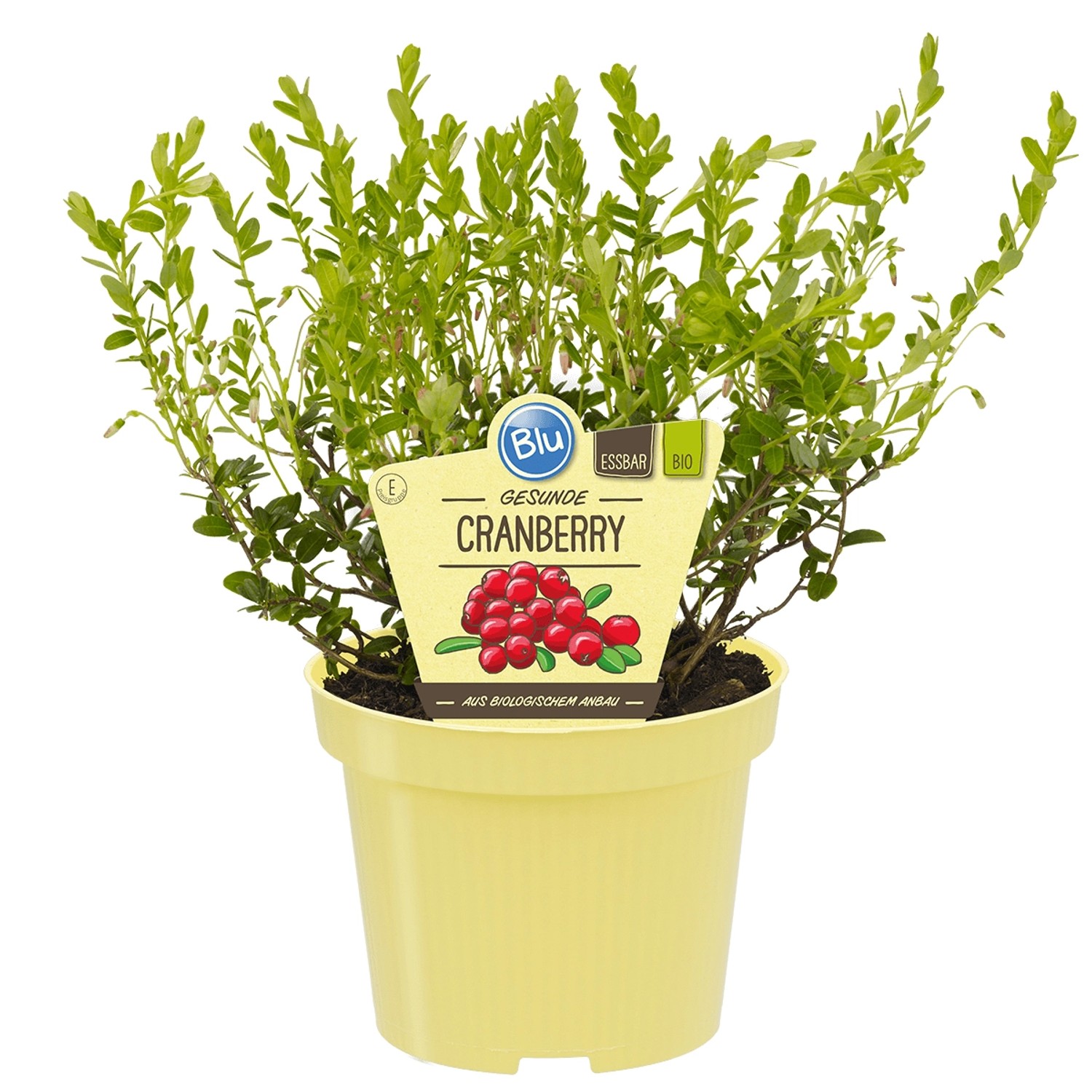 Blu Bio-Großfrüchtige Moosbeere Cranberry Topf-Ø ca. 12 cm Vaccinium günstig online kaufen