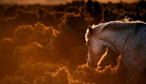 Papermoon Fototapete »Pferd« günstig online kaufen