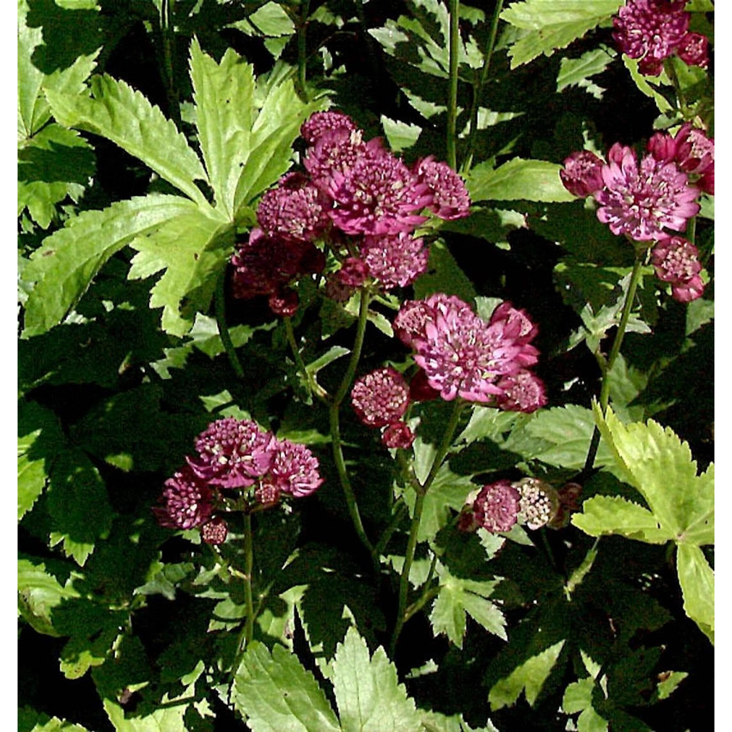 Rotblühende Sterndolde - Astrantia carniolica günstig online kaufen