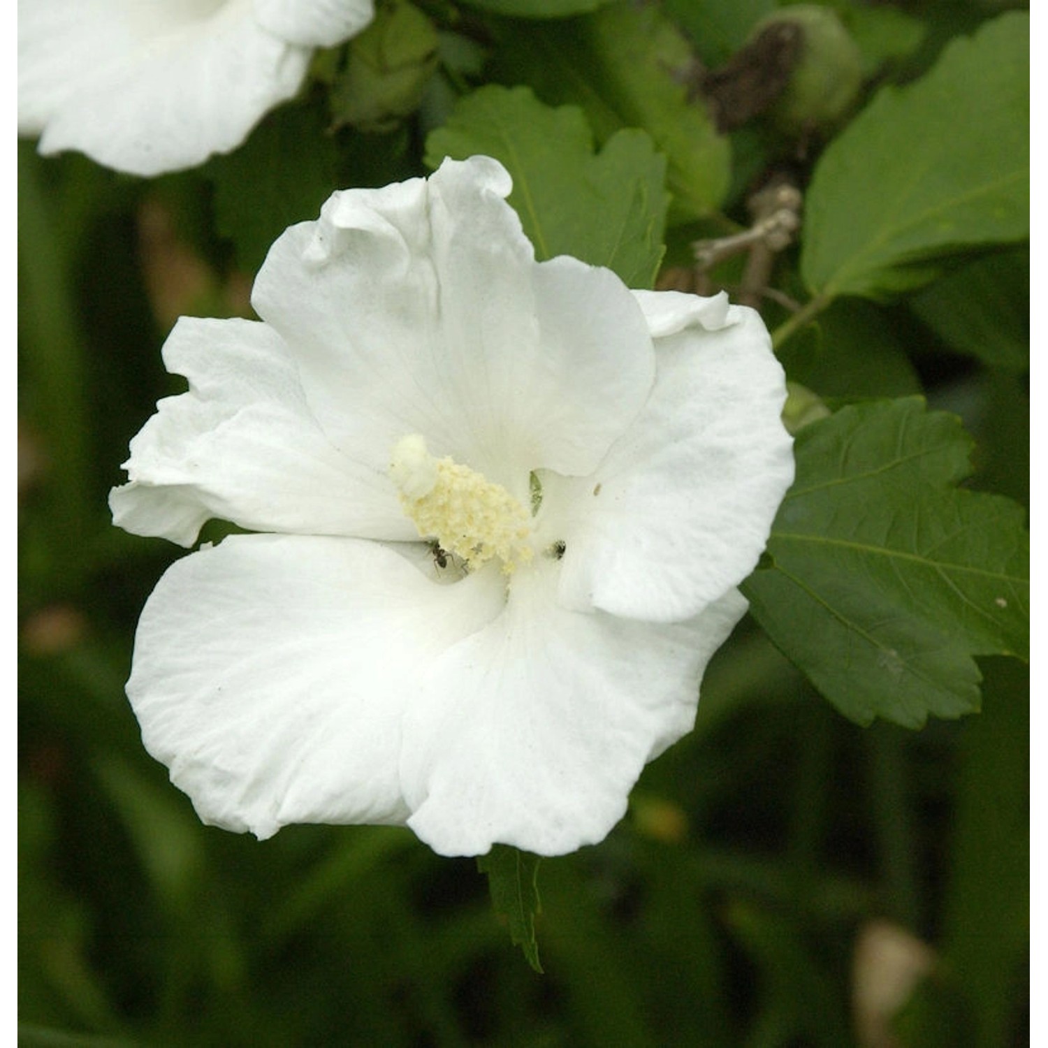 Garteneibisch Flower Tower White 80-100cm - Hibiscus syriacus günstig online kaufen