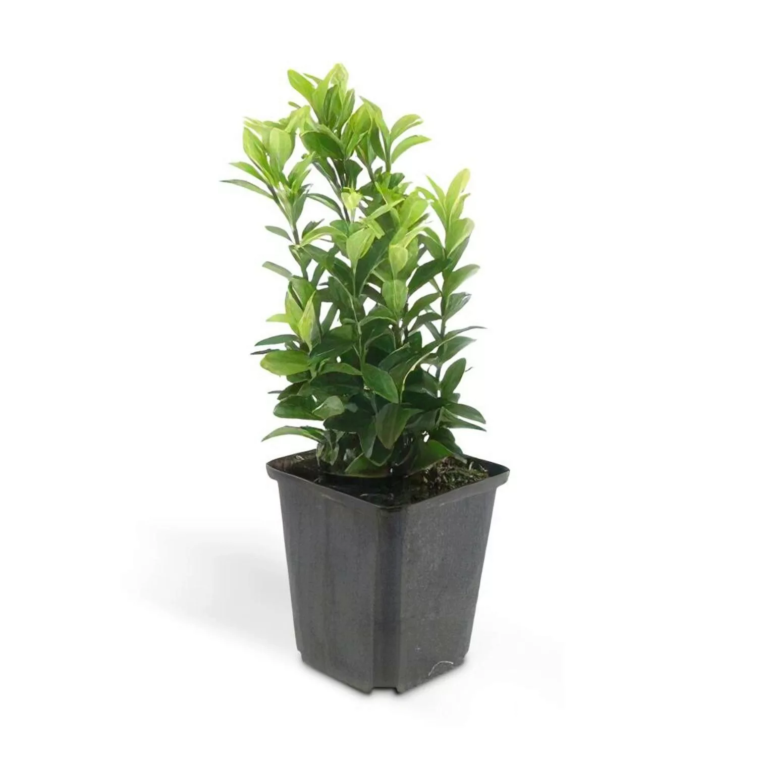 Exotenherz Bodendecker Kriechspindel Euonymus Japonicus Green Spire 9cm Top günstig online kaufen