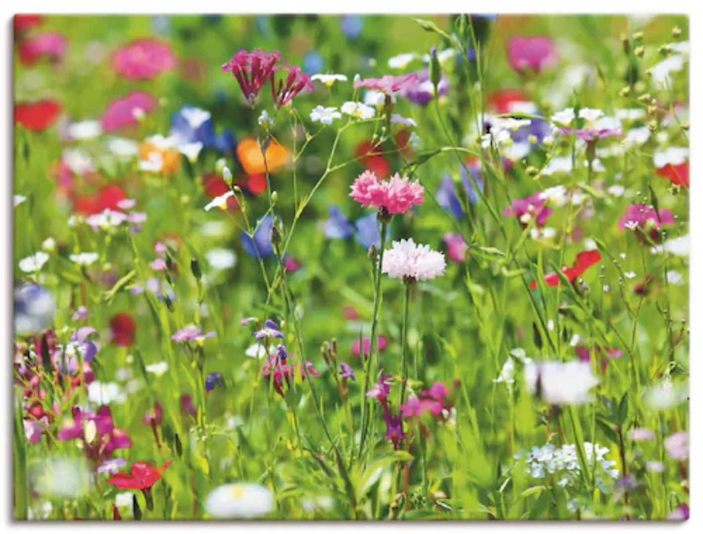 Artland Wandbild »Blumenwiese I«, Blumenwiese, (1 St.), als Leinwandbild, P günstig online kaufen