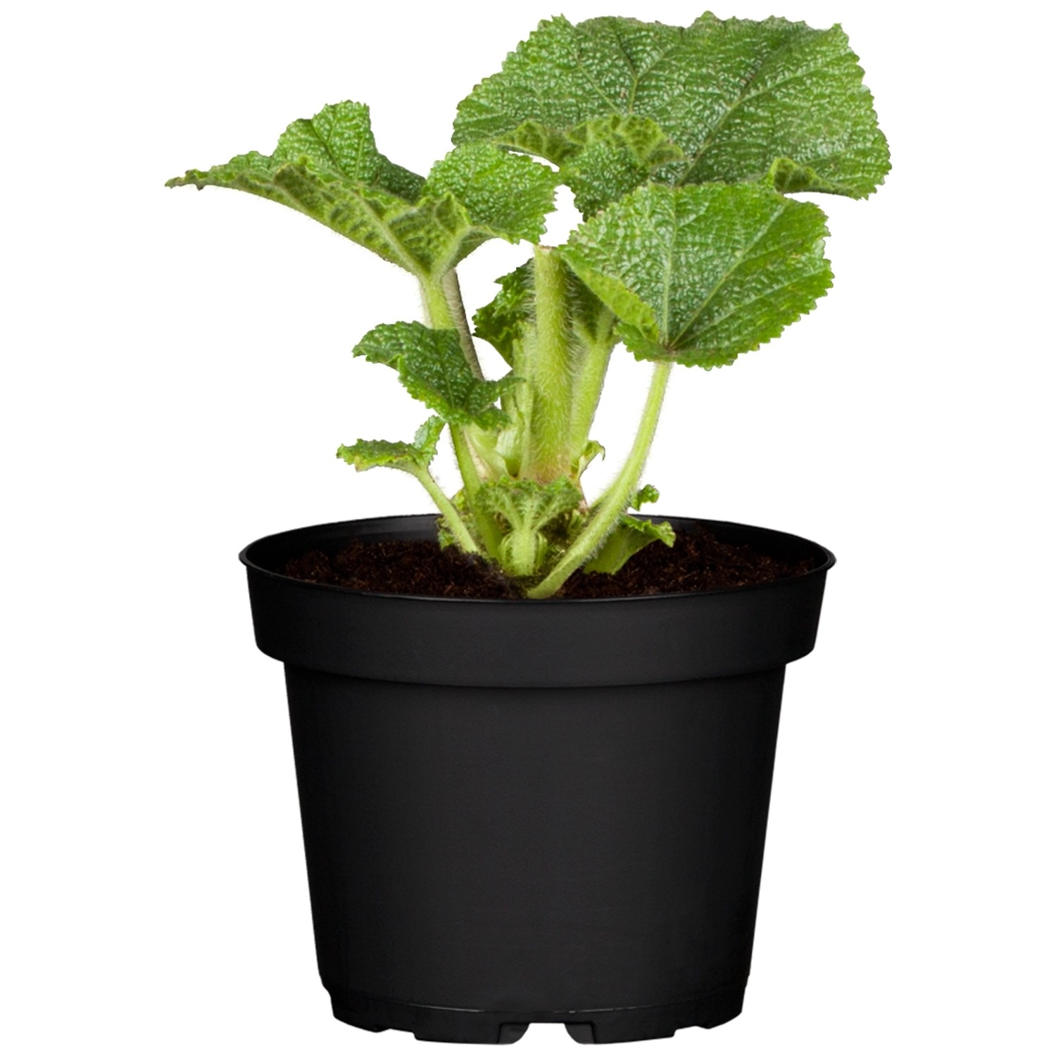 GROW by OBI Garten-Stockrose Pleniflora Rosa Topf-Ø ca. 9 cm x 9 cm Alcea günstig online kaufen