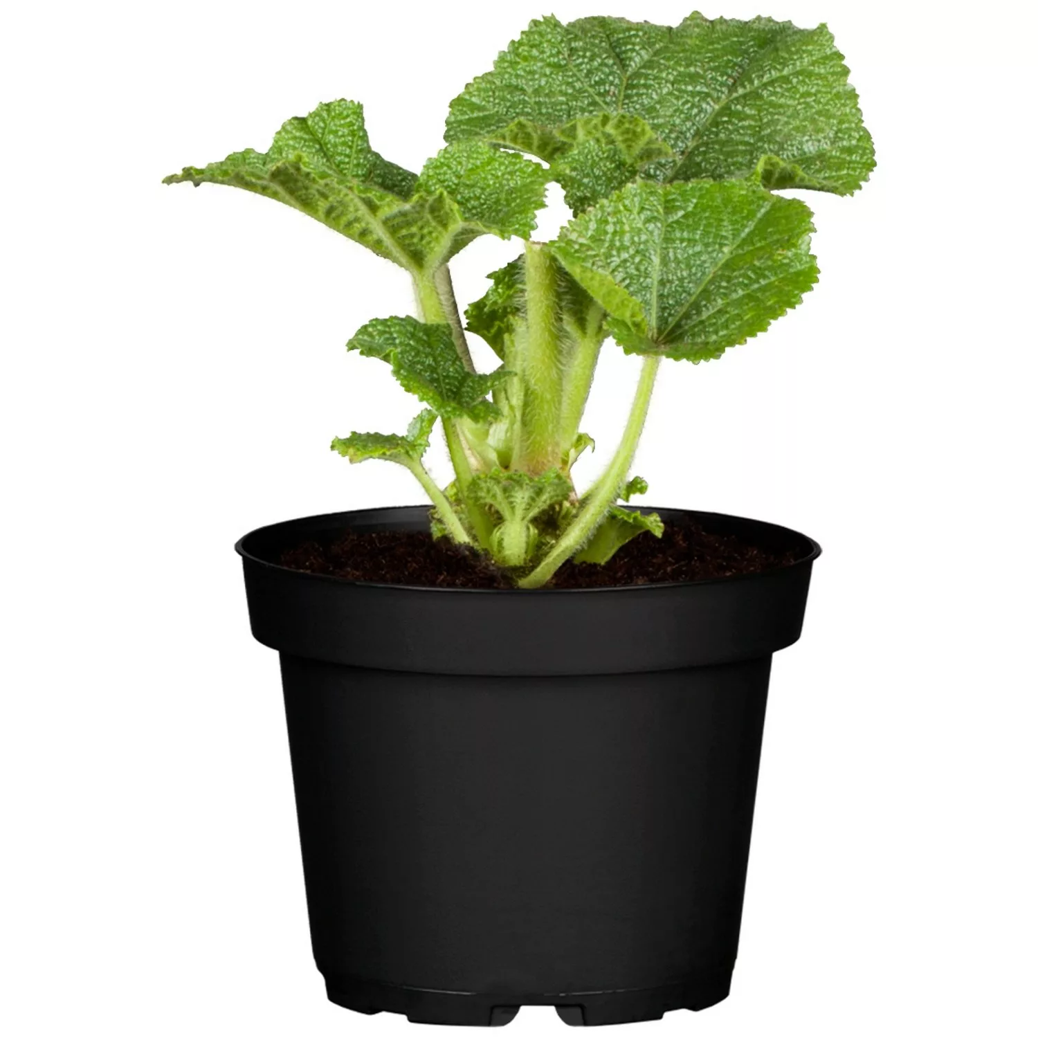 GROW by OBI Garten-Stockrose Pleniflora Rosa Topf-Ø ca. 9 cm x 9 cm Alcea günstig online kaufen