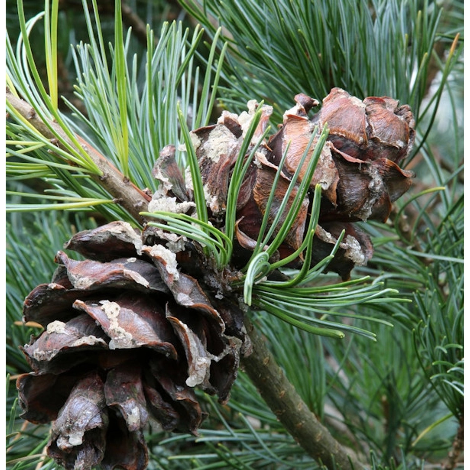 Bonsaiartige blaue Mädchenkiefer 25-30cm - Pinus parviflora günstig online kaufen