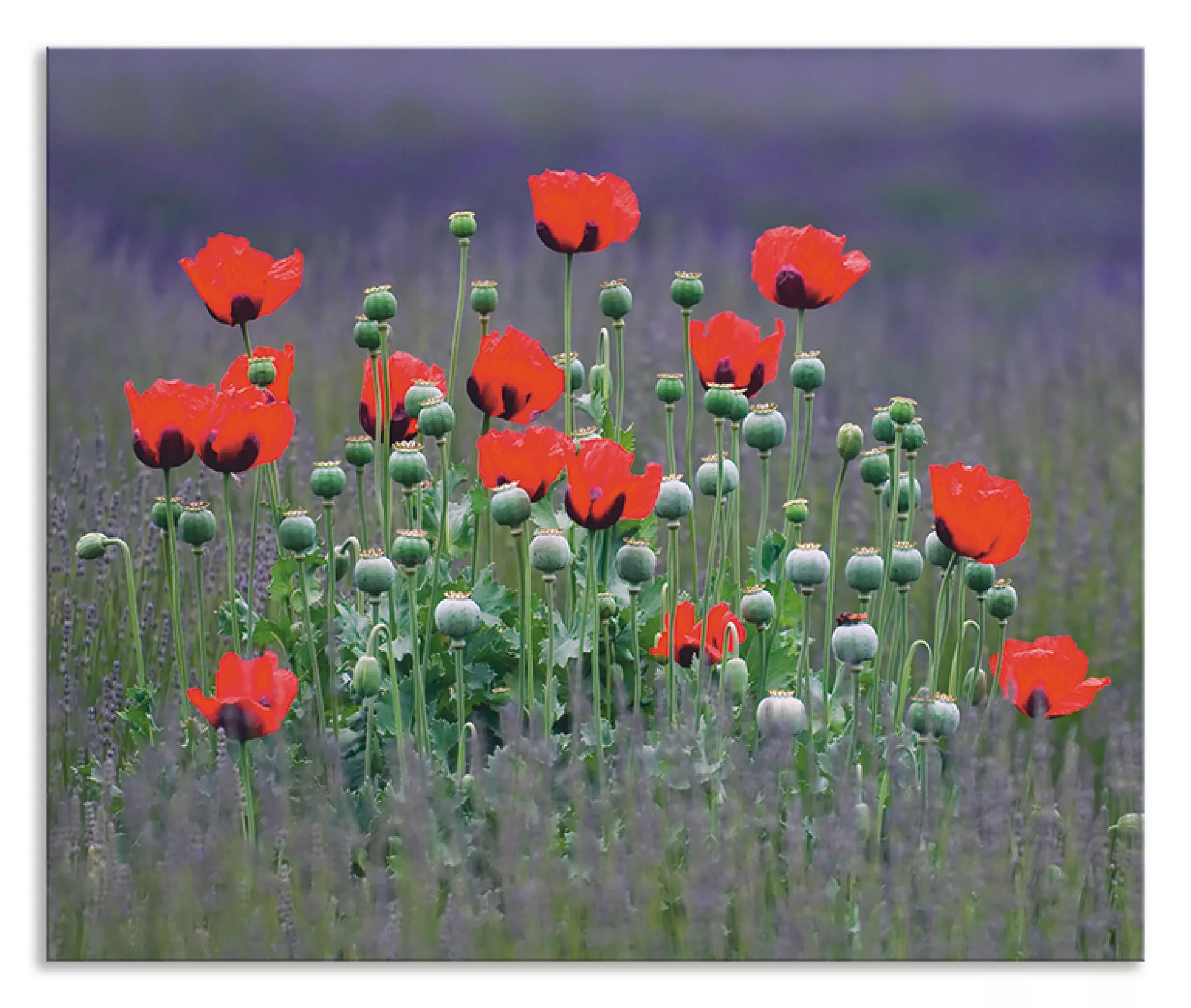 Artland Küchenrückwand »Lavendelfarm in Sequim - Mohnblumen«, (1 tlg.), Alu günstig online kaufen