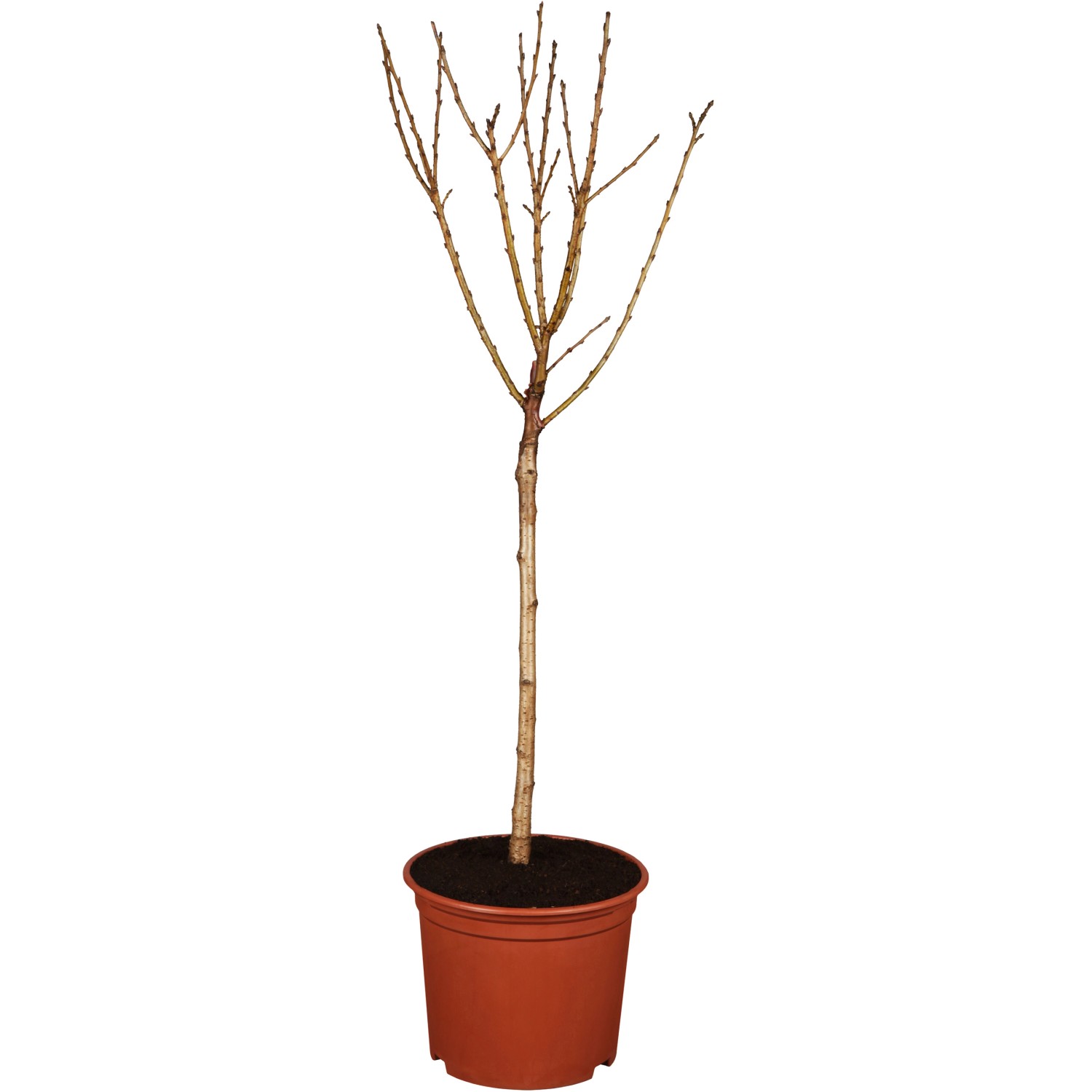 GROW by OBI Bio Sauerkirsche Safir Dunkelrot Höhe ca. 120-140 cm Topf ca. 7 günstig online kaufen