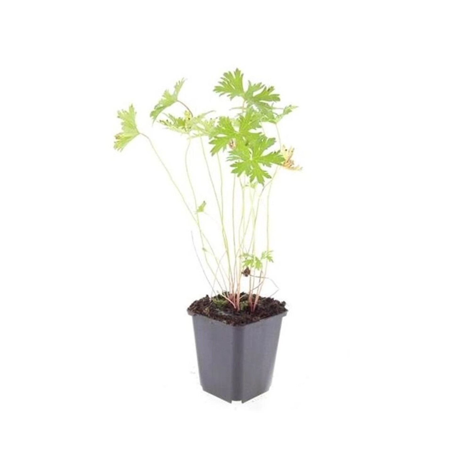 Exotenherz Bodendecker Storchschnabel Geranium Pratense Johnsons Blue 9cm T günstig online kaufen