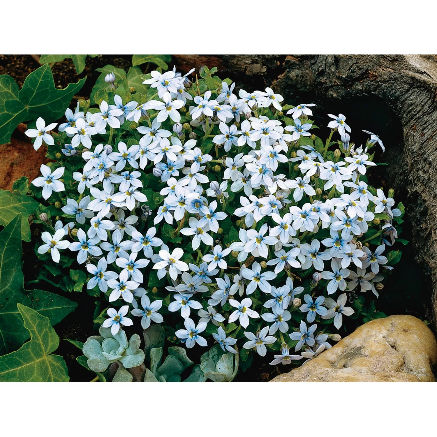 GROW by OBI Blauer Bubikopf Blau Topf-Ø ca. 9 cm x 9 cm Isotoma günstig online kaufen