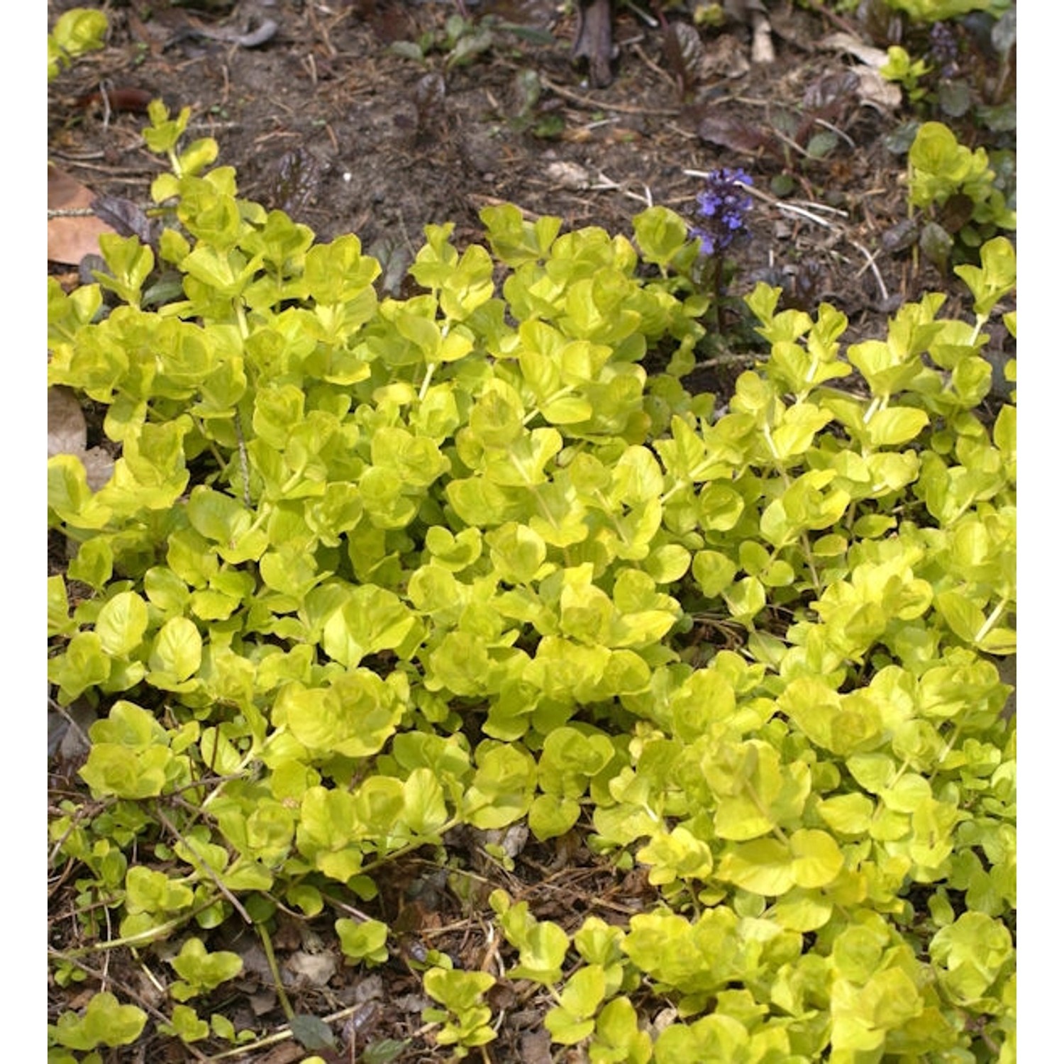 Pfennigkraut Goldilocks - Lysimachia nummularia günstig online kaufen