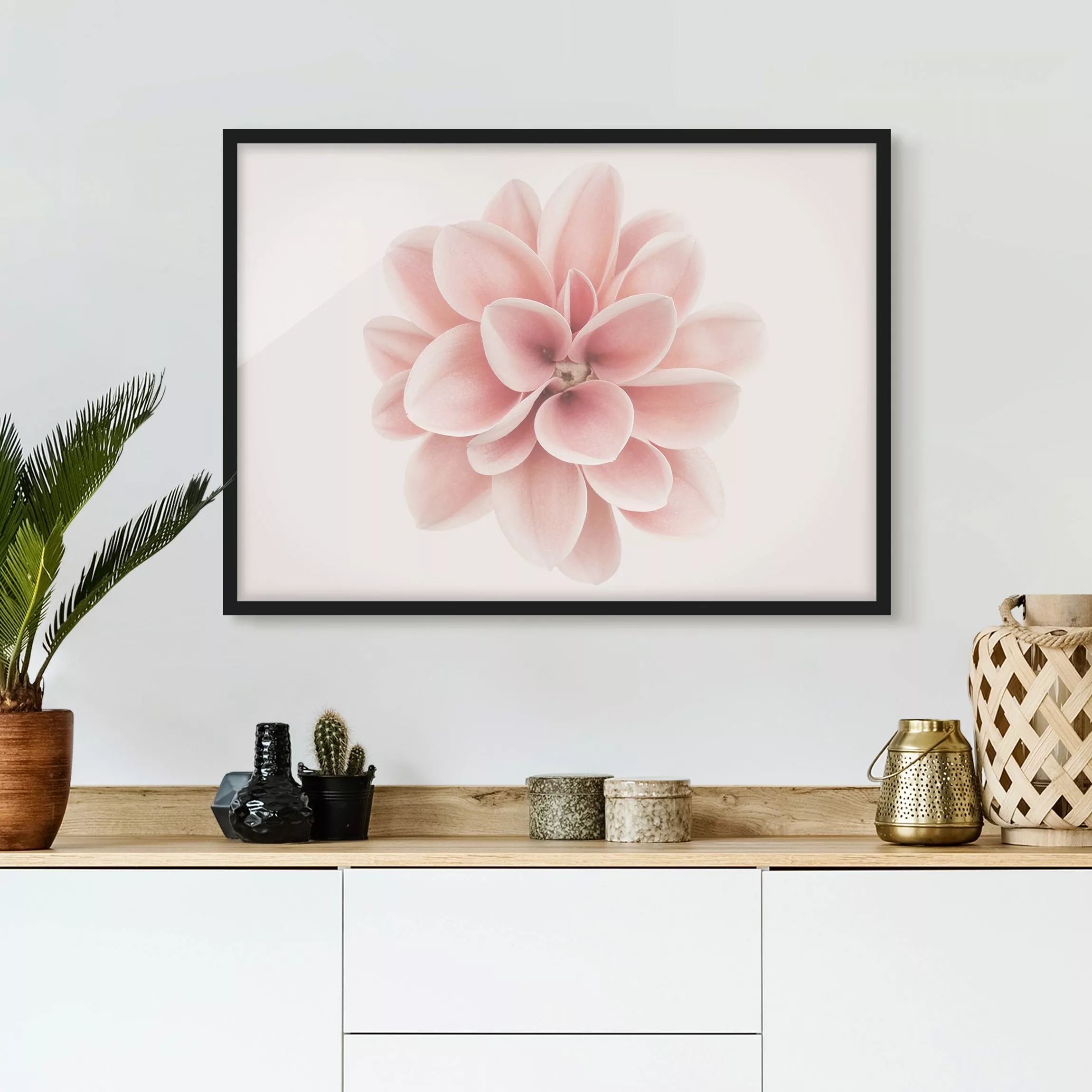 Bild mit Rahmen Dahlie Rosa Pastell Blume Zentriert günstig online kaufen