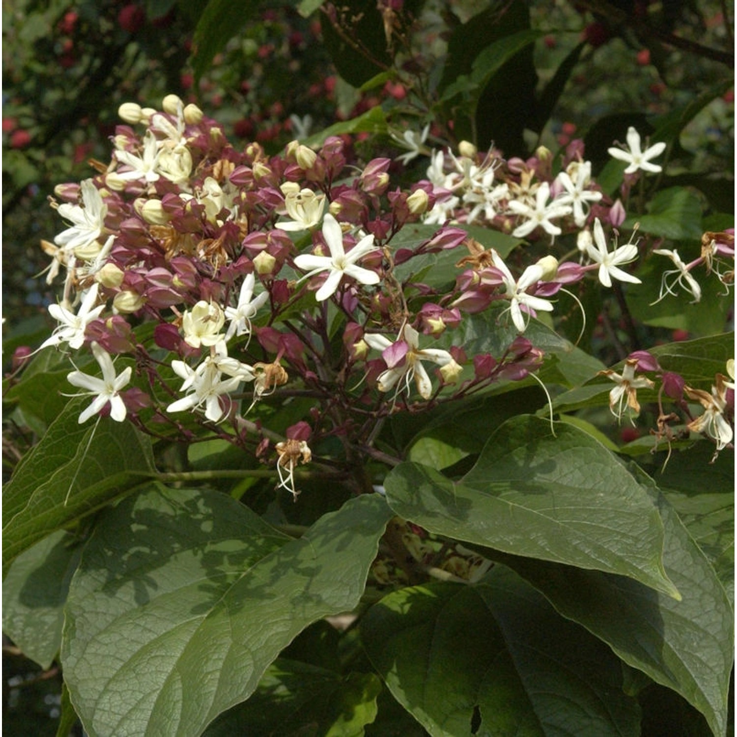 Japanischer Losbaum 100-125cm - Clerodendrum trichotomum günstig online kaufen